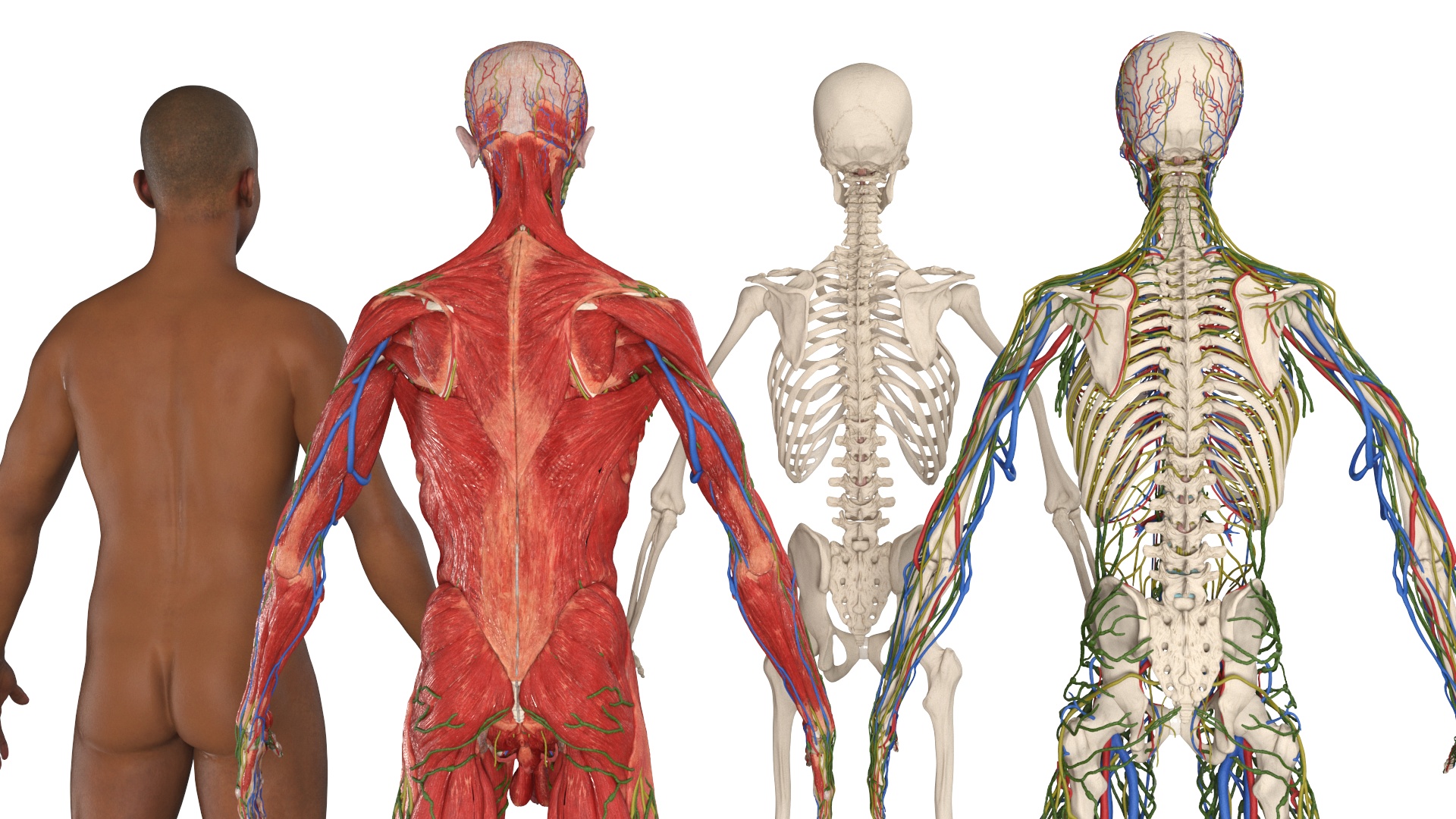 Realistic Male Full Body Anatomy 3D