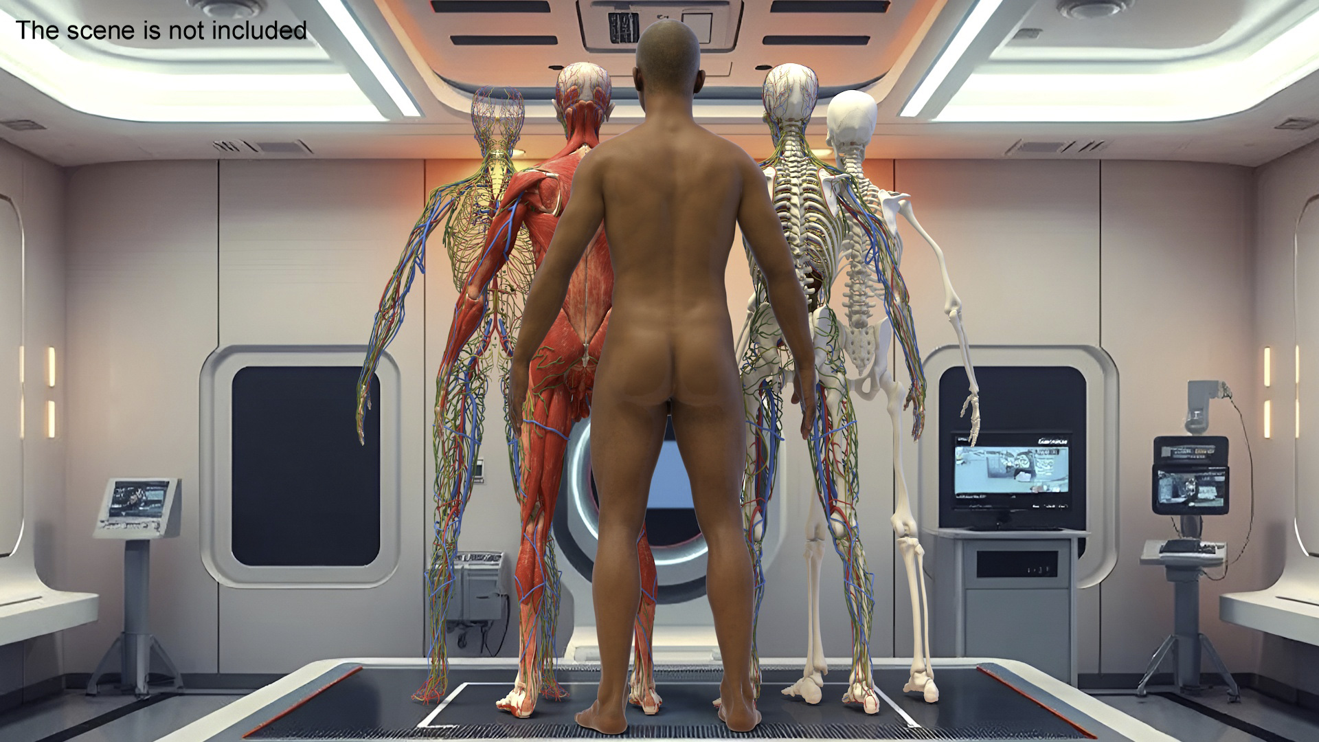 Realistic Male Full Body Anatomy 3D