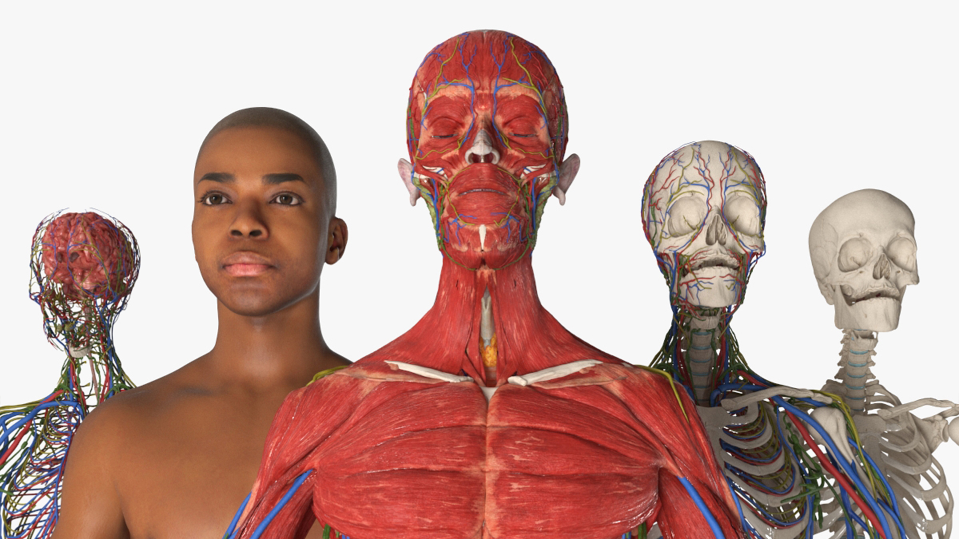 Realistic Male Full Body Anatomy 3D