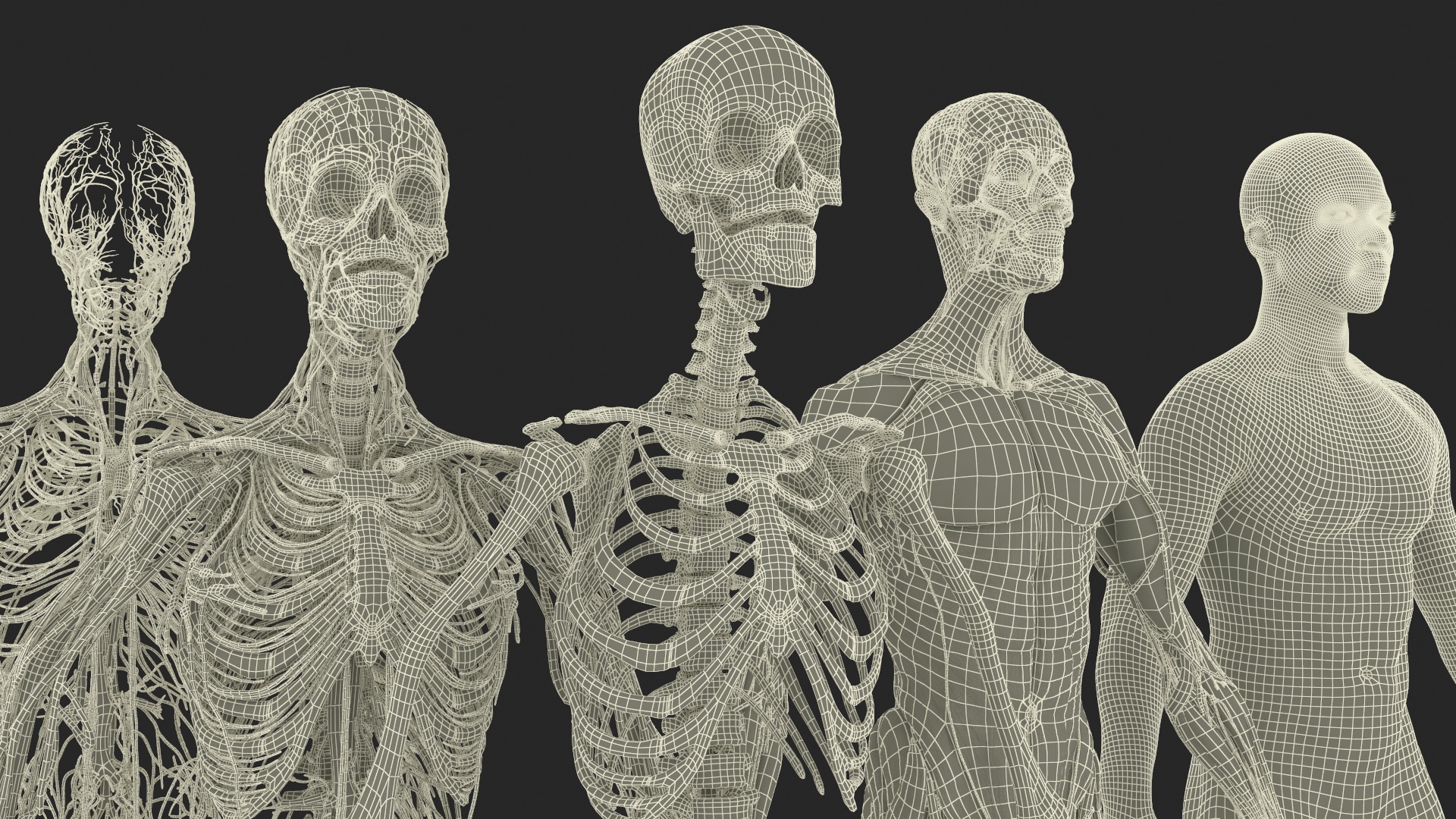Realistic Male Full Body Anatomy 3D