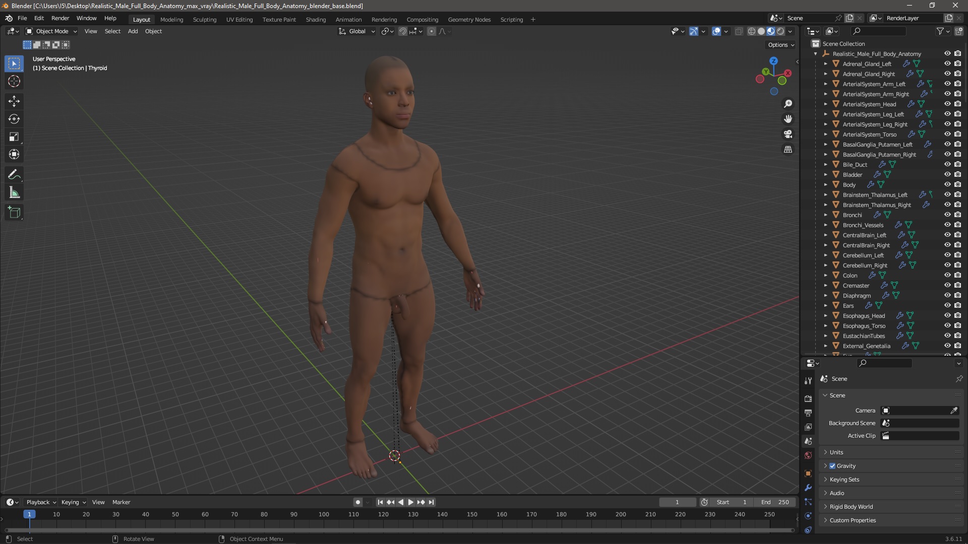 Realistic Male Full Body Anatomy 3D