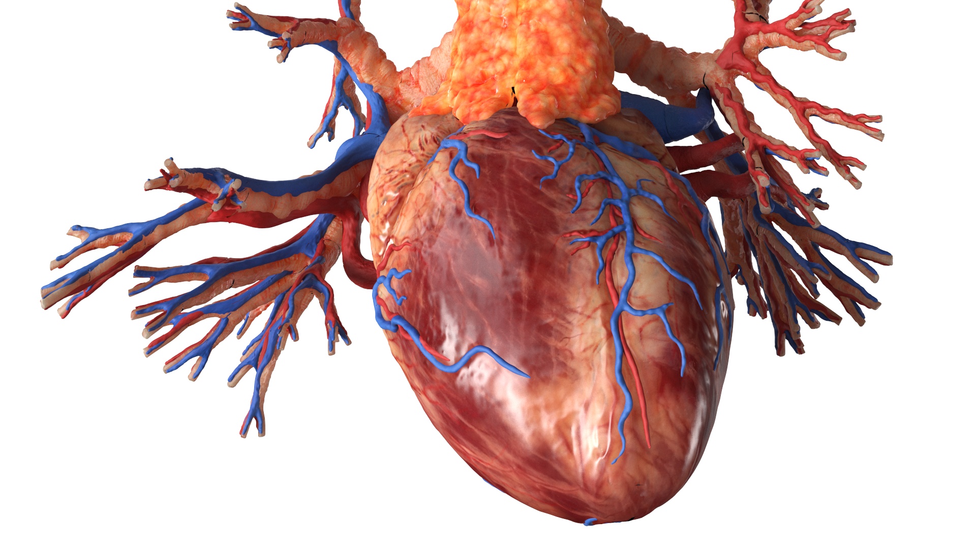 Realistic Male Full Body Anatomy 3D