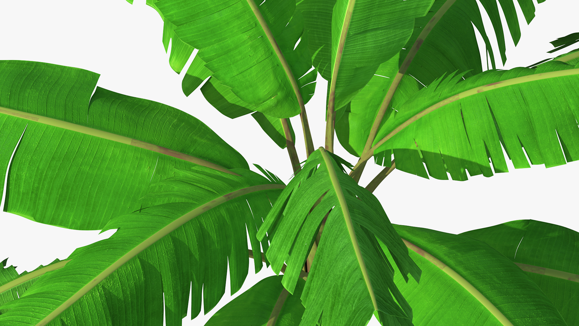 3D Banana Tree with Ripe Yellow Banana Cluster model