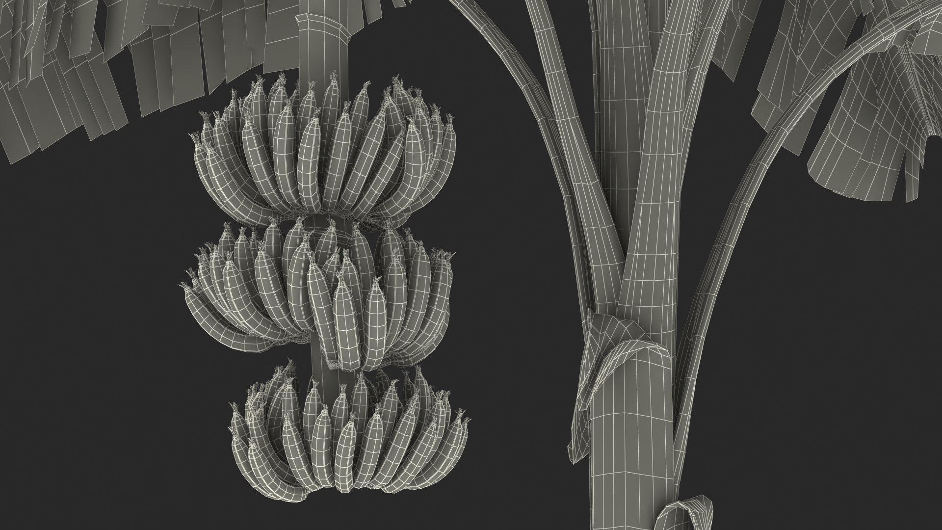 3D Banana Tree with Ripe Yellow Banana Cluster model