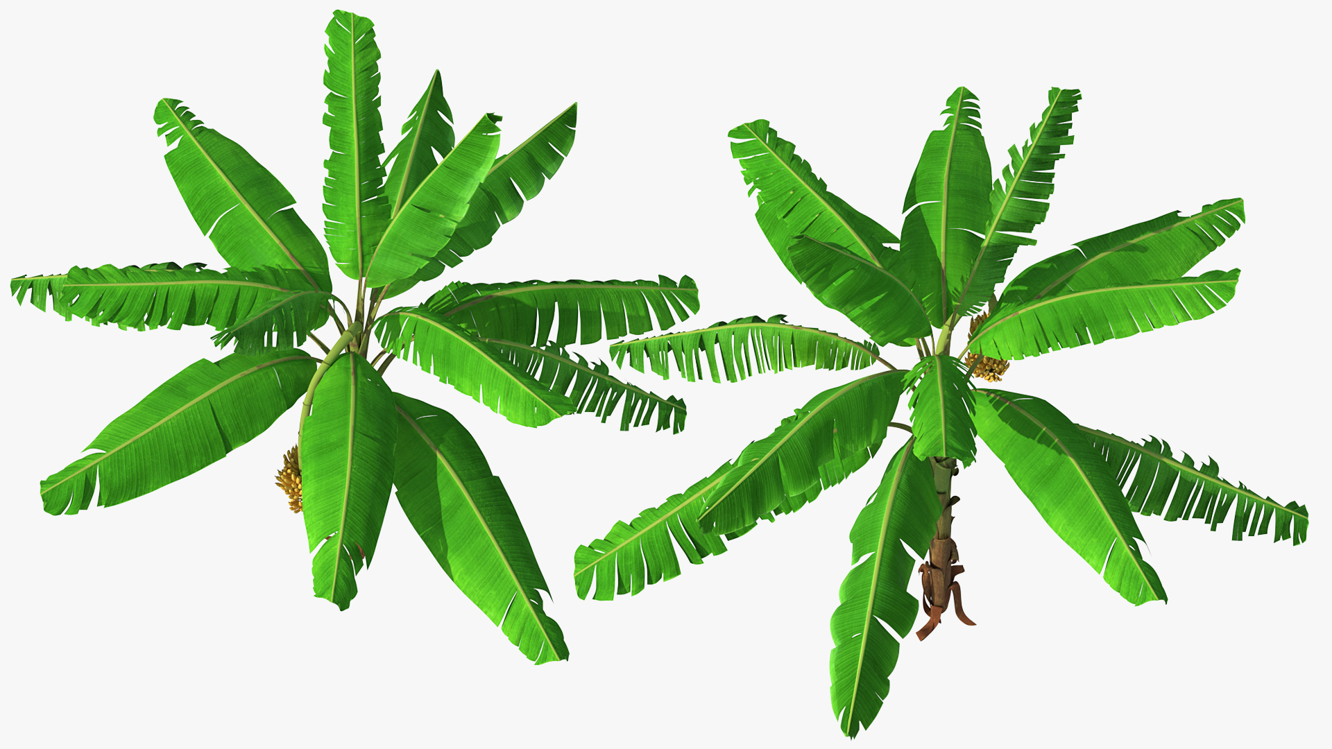 3D Banana Tree with Ripe Yellow Banana Cluster model