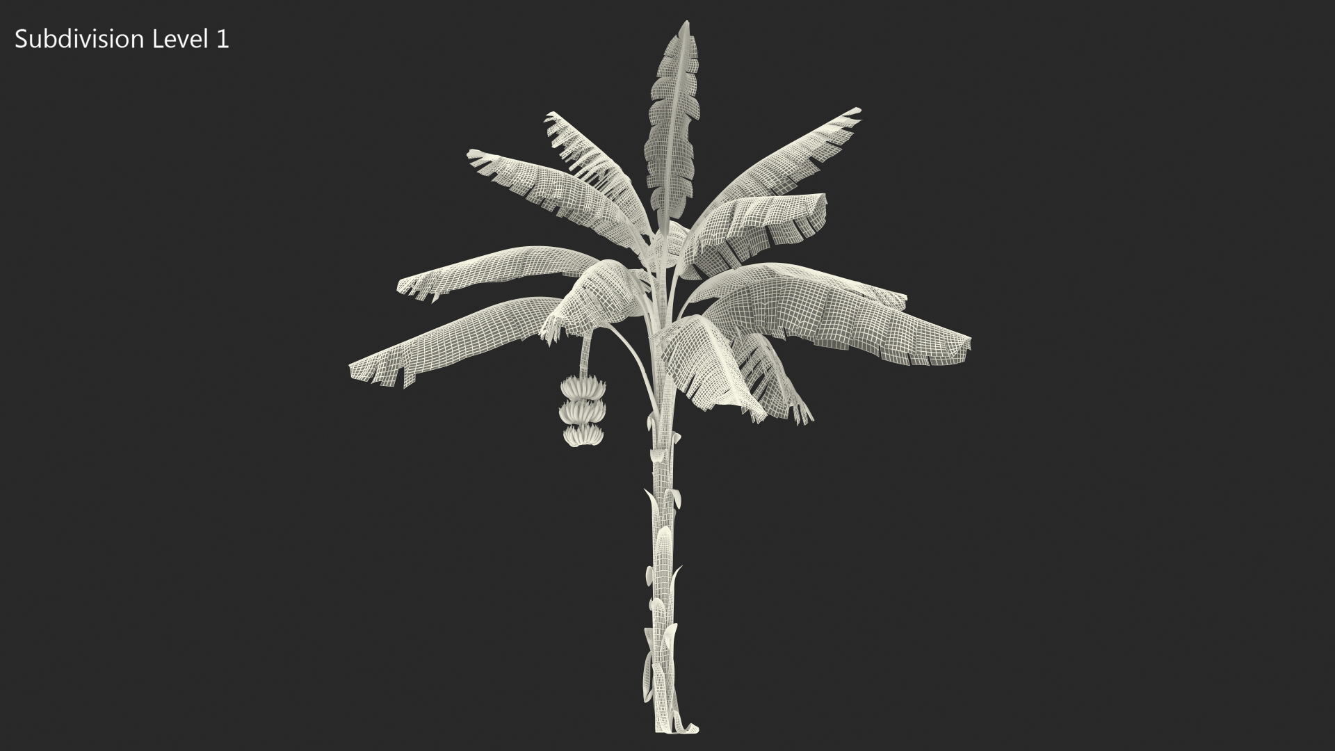 3D Banana Tree with Ripe Yellow Banana Cluster model