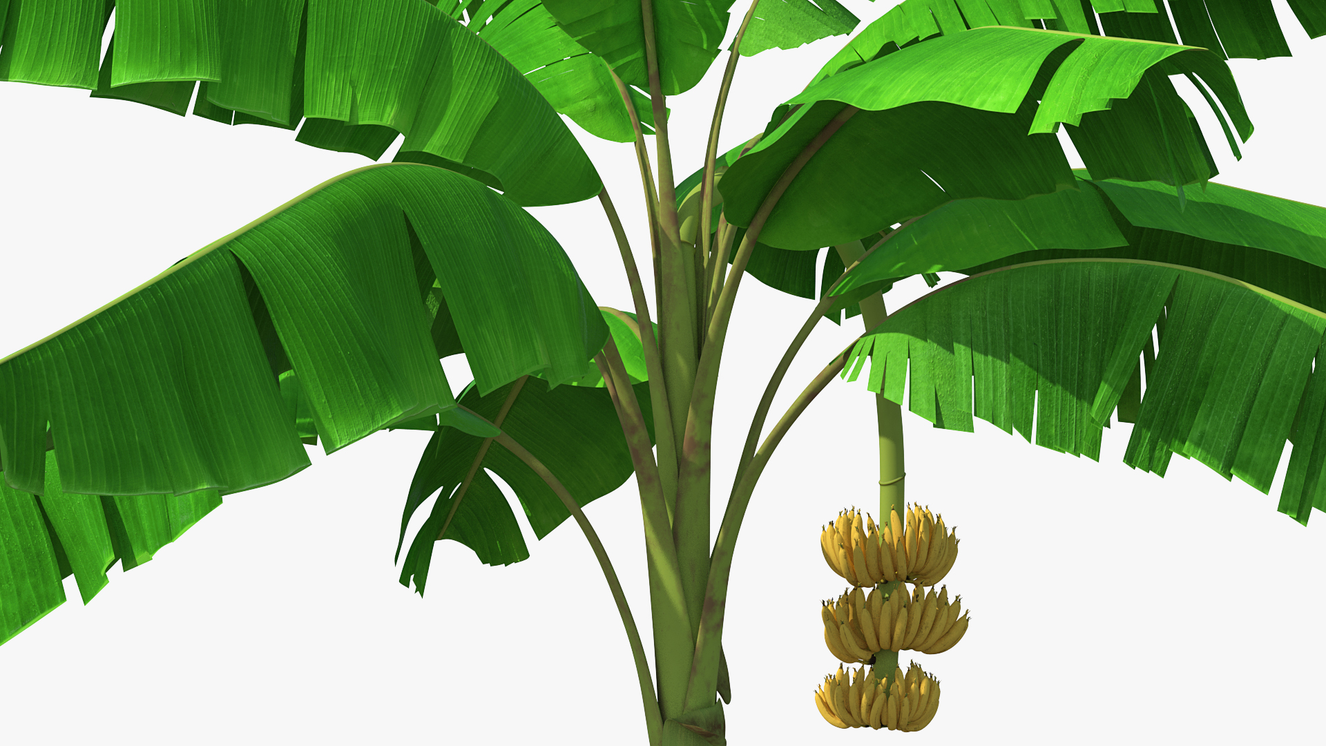 3D Banana Tree with Ripe Yellow Banana Cluster model