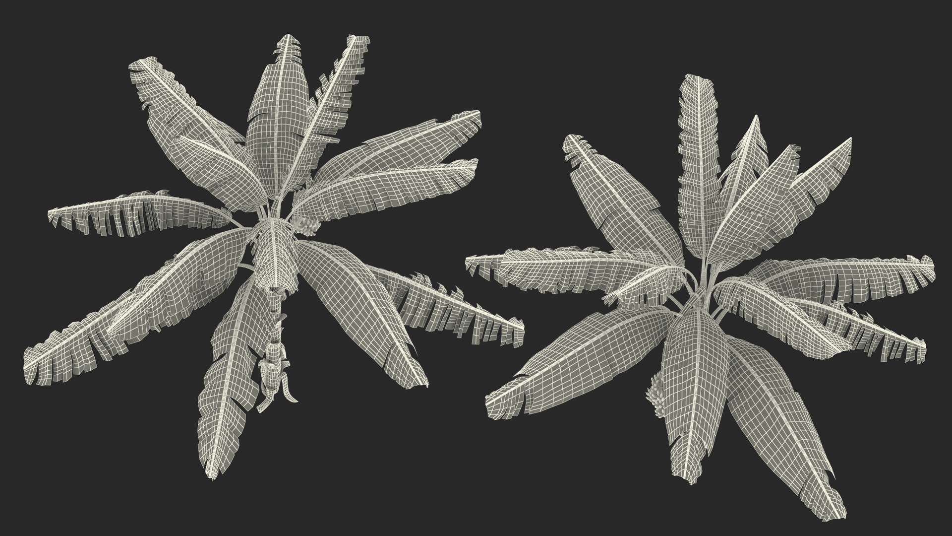 3D Banana Tree with Ripe Yellow Banana Cluster model