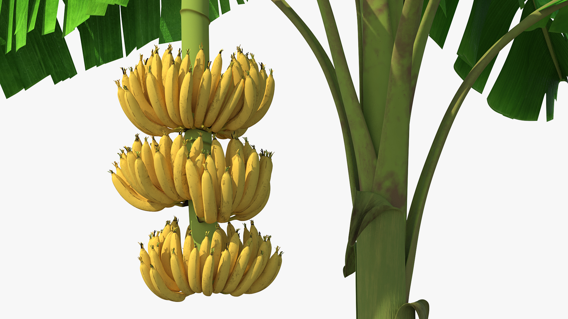 3D Banana Tree with Ripe Yellow Banana Cluster model