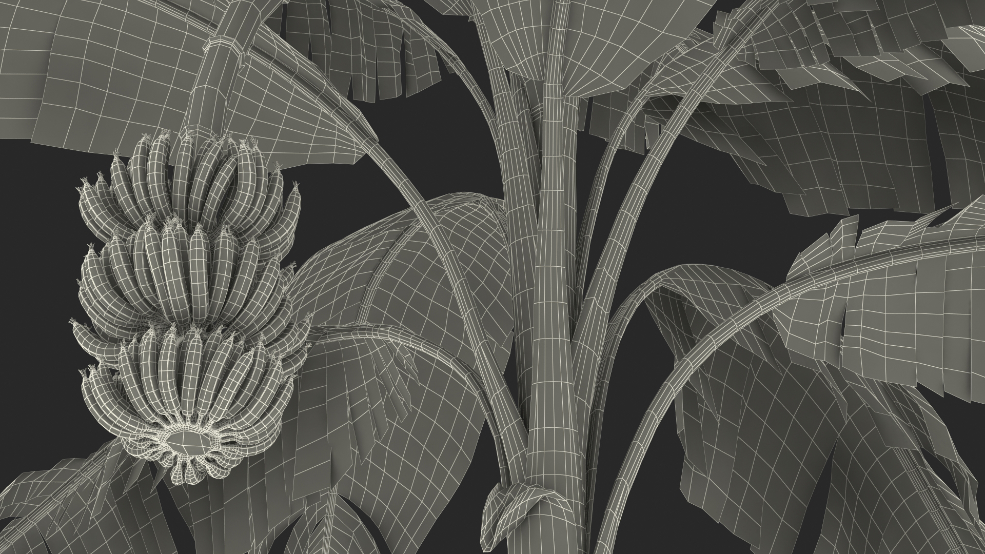 3D Banana Tree with Ripe Yellow Banana Cluster model