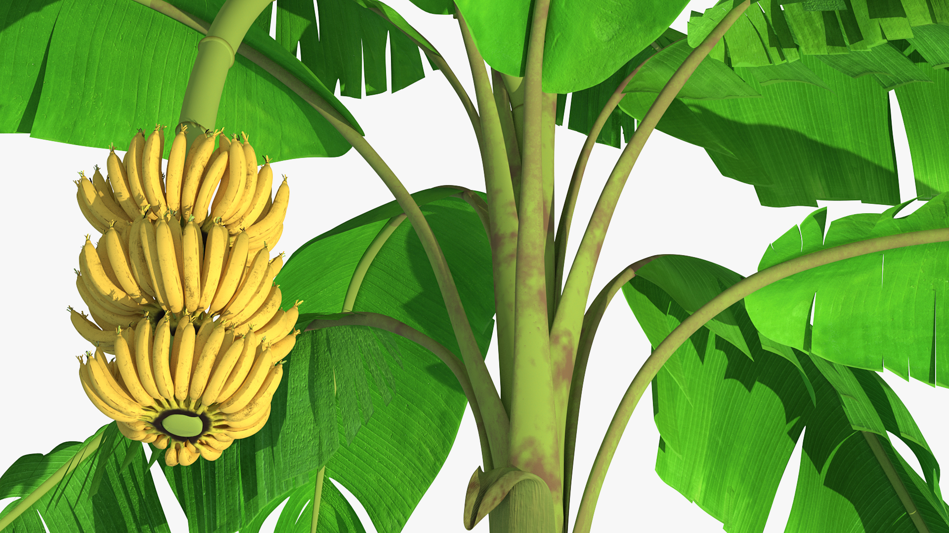 3D Banana Tree with Ripe Yellow Banana Cluster model