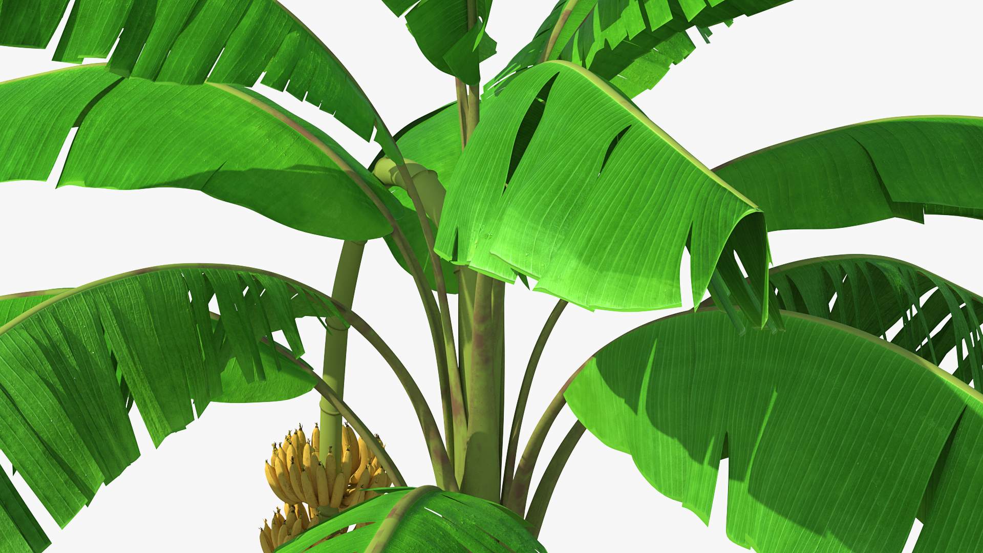 3D Banana Tree with Ripe Yellow Banana Cluster model
