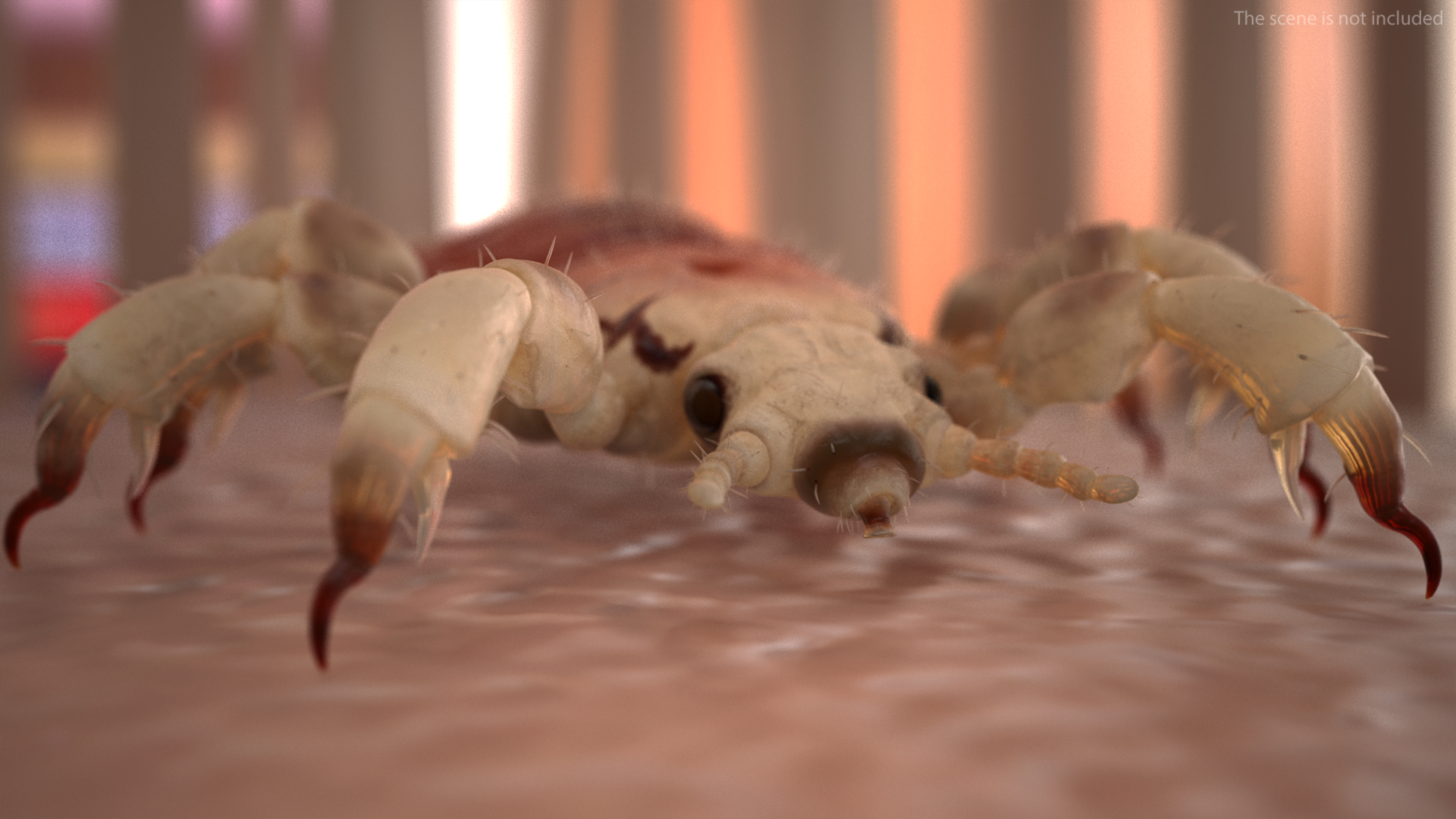 Phthiraptera with Blood Hiding Pose SSS 3D model