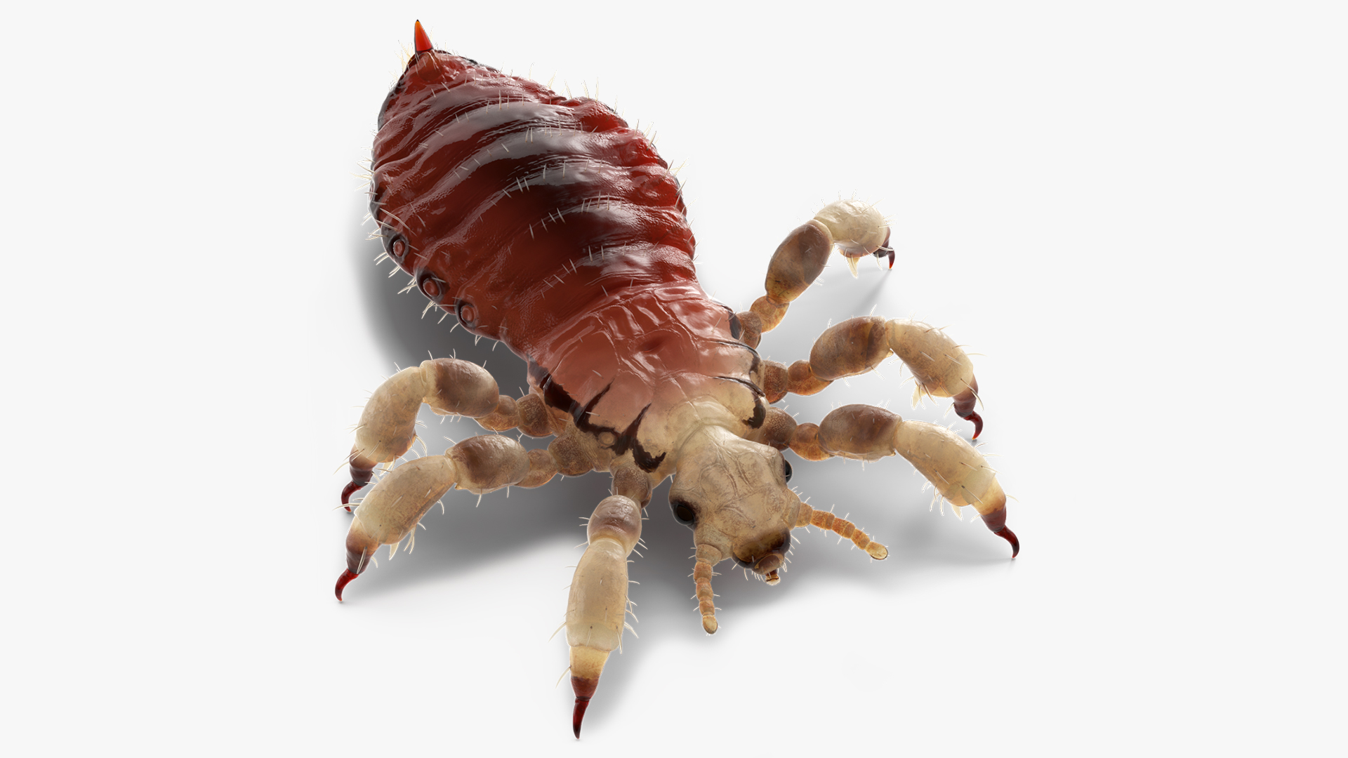 Phthiraptera with Blood Hiding Pose SSS 3D model