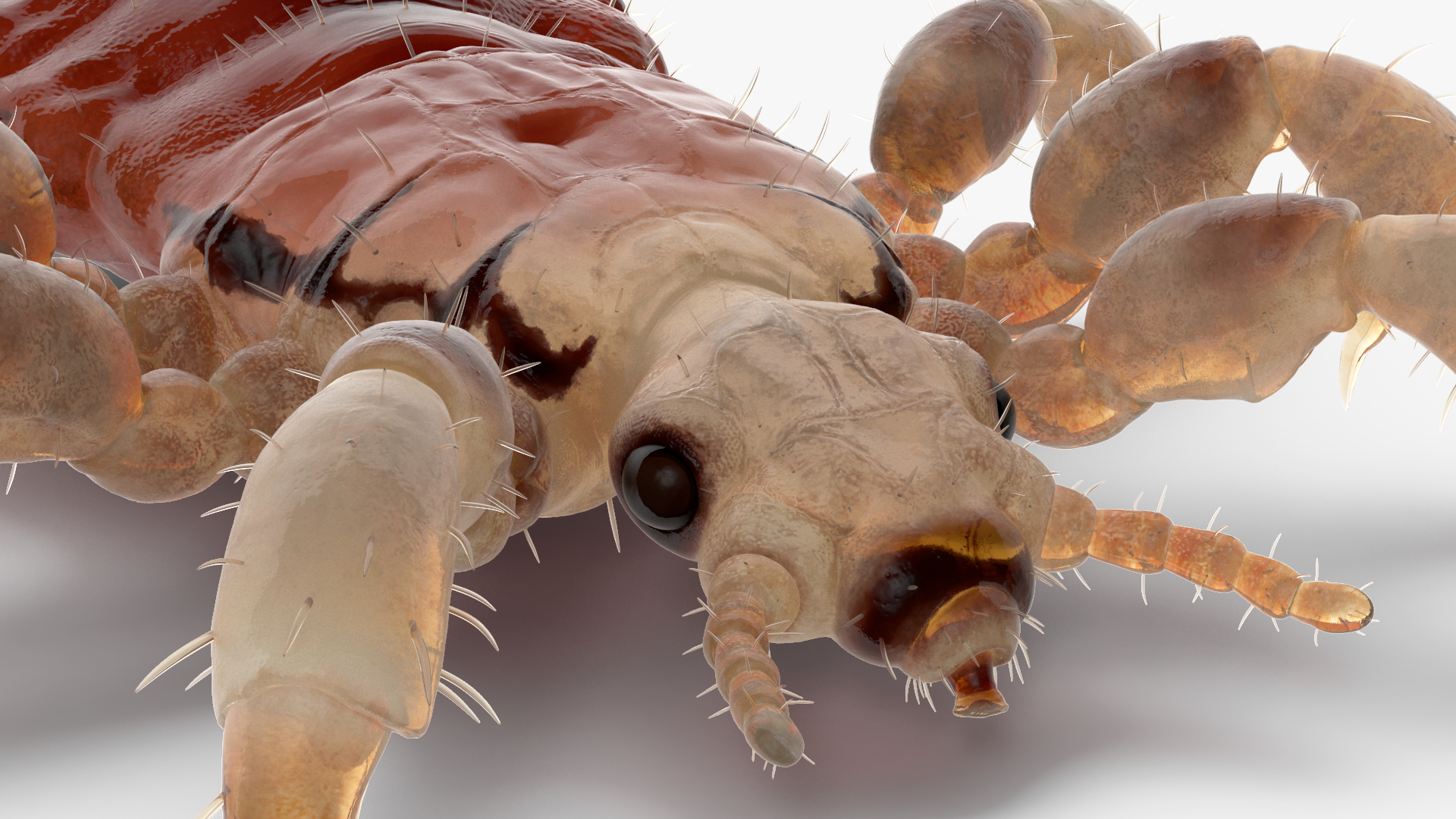 Phthiraptera with Blood Hiding Pose SSS 3D model