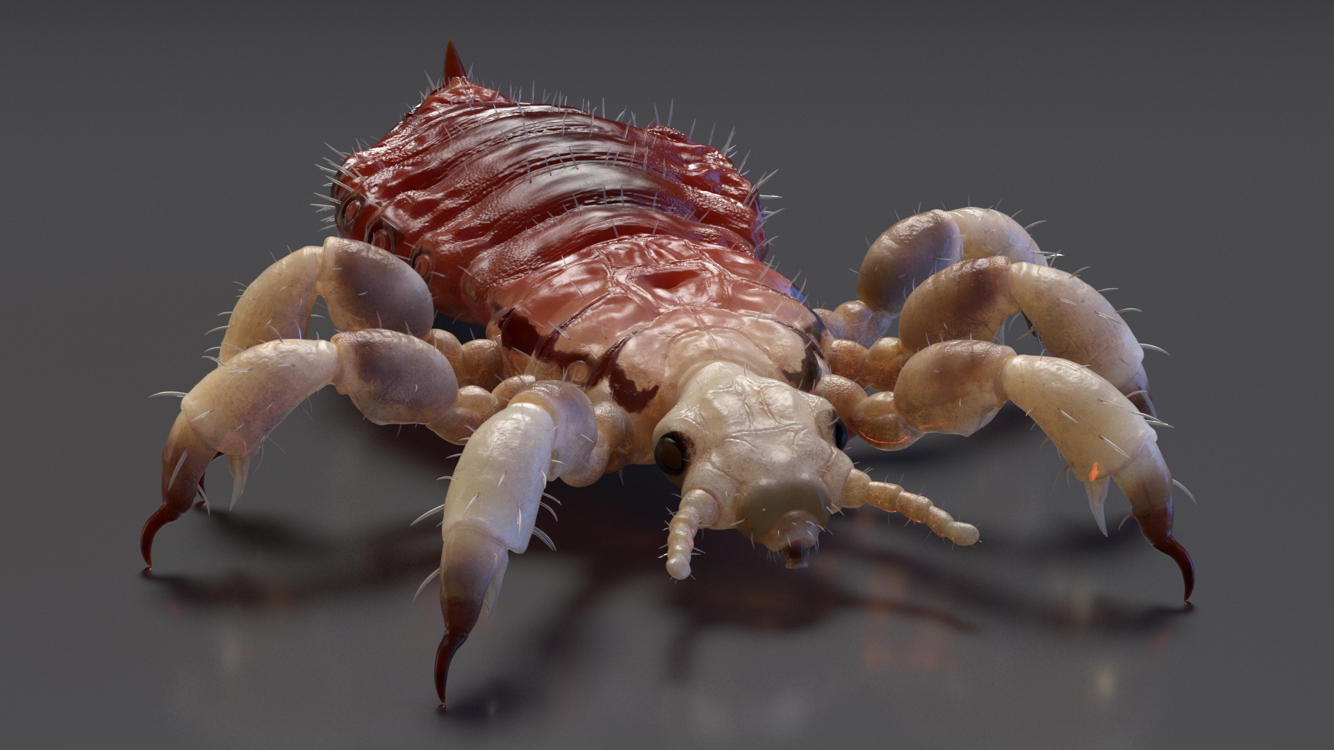 Phthiraptera with Blood Hiding Pose SSS 3D model