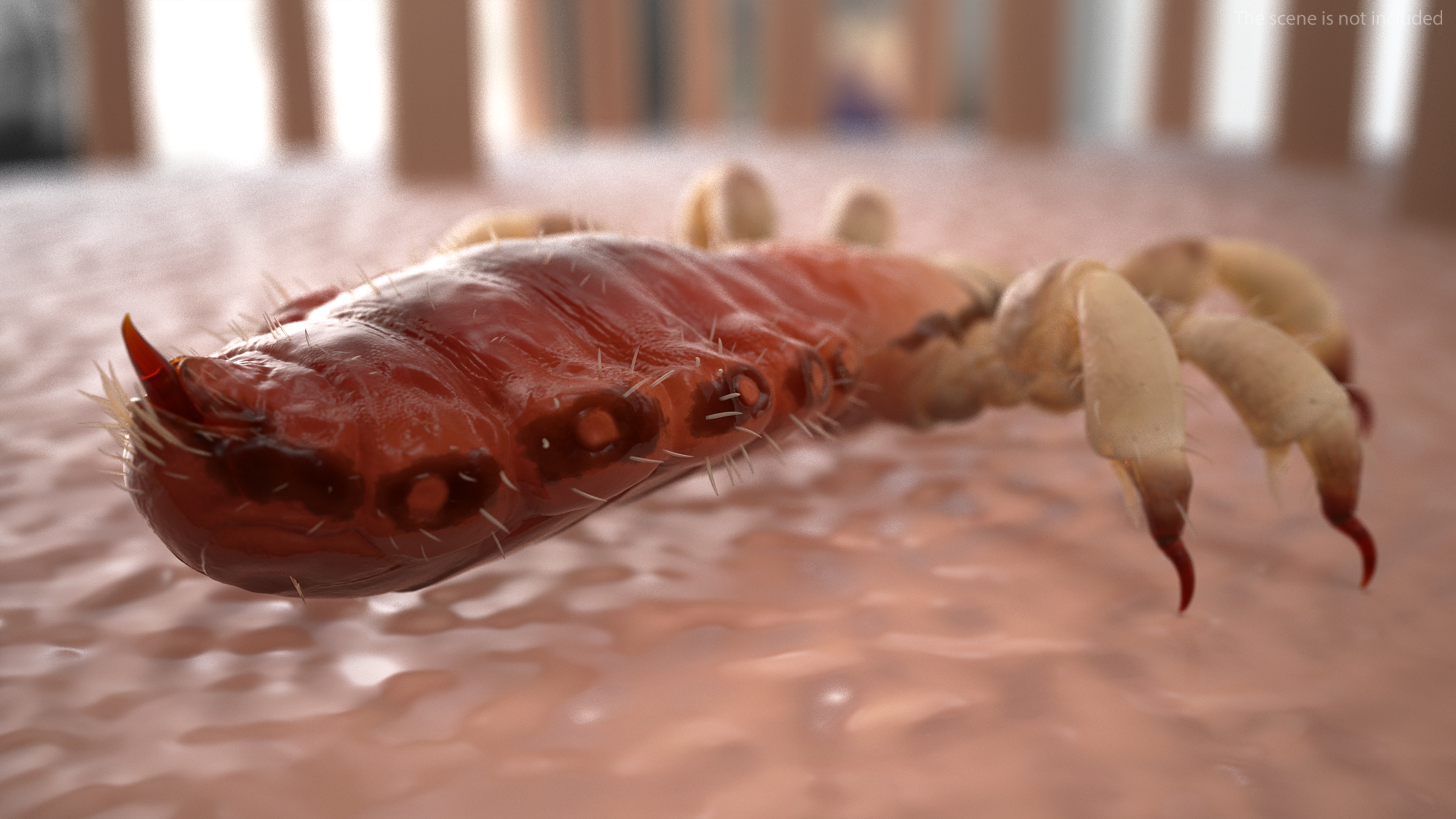 Phthiraptera with Blood Hiding Pose SSS 3D model