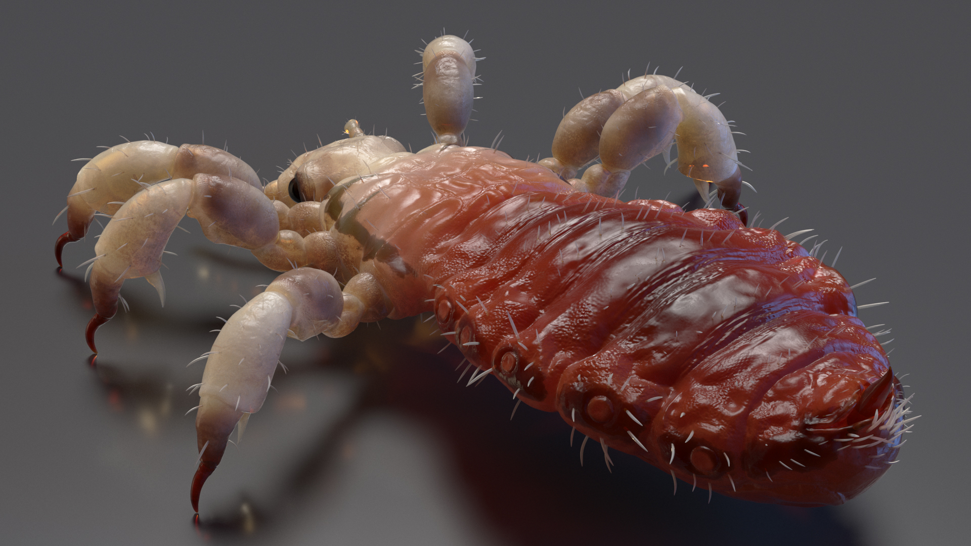 Phthiraptera with Blood Hiding Pose SSS 3D model