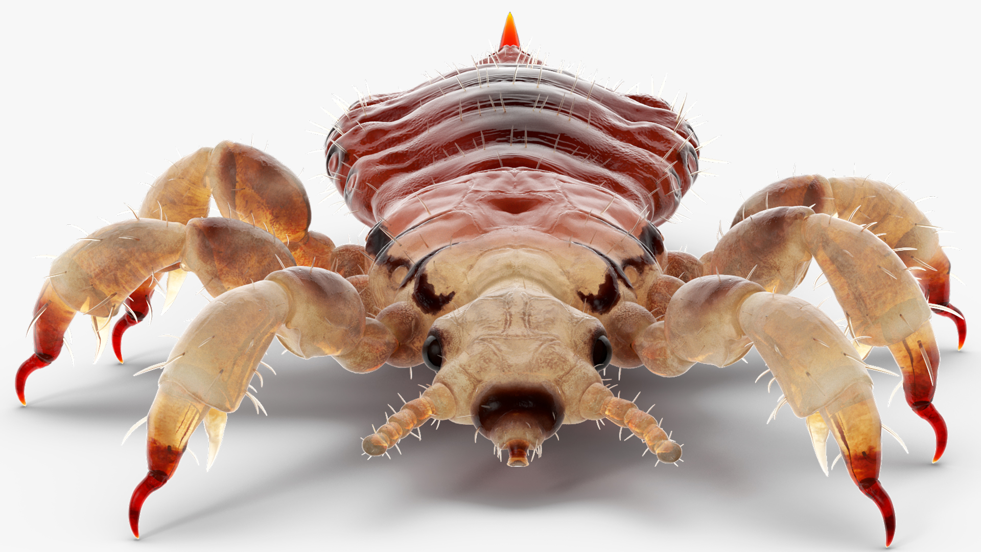 Phthiraptera with Blood Hiding Pose SSS 3D model