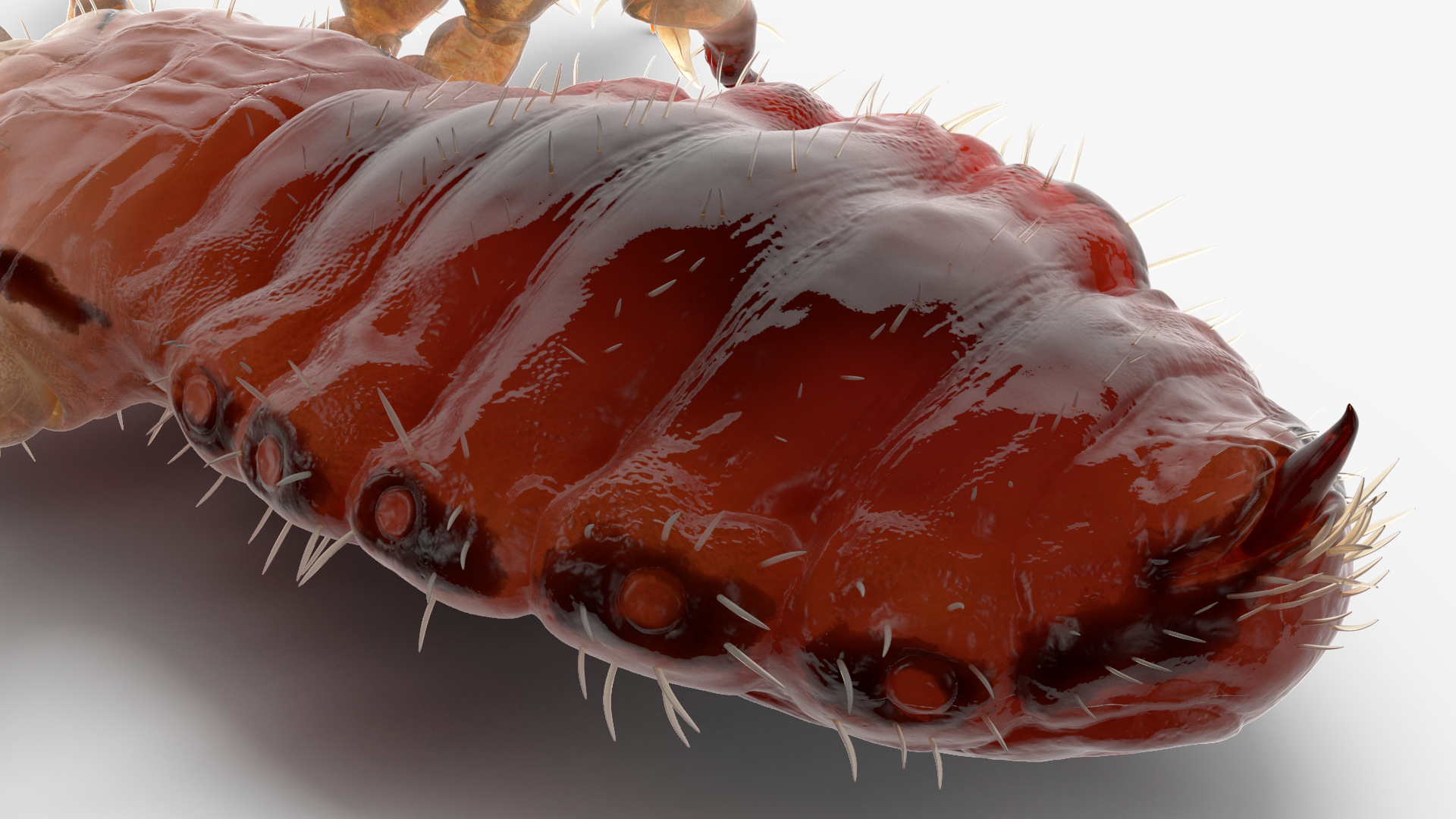 Phthiraptera with Blood Hiding Pose SSS 3D model