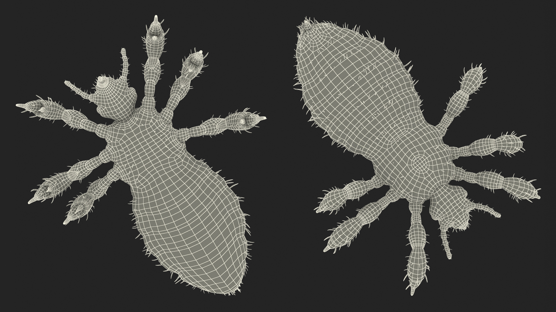 Phthiraptera with Blood Hiding Pose SSS 3D model