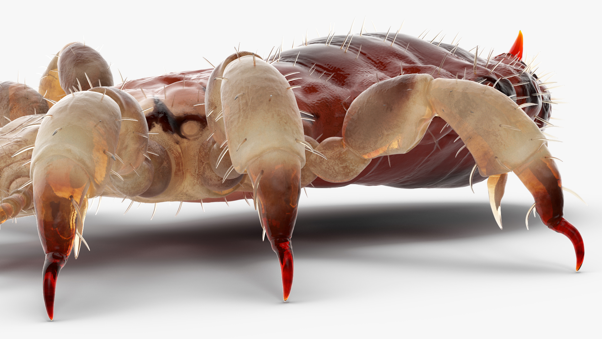 Phthiraptera with Blood Hiding Pose SSS 3D model