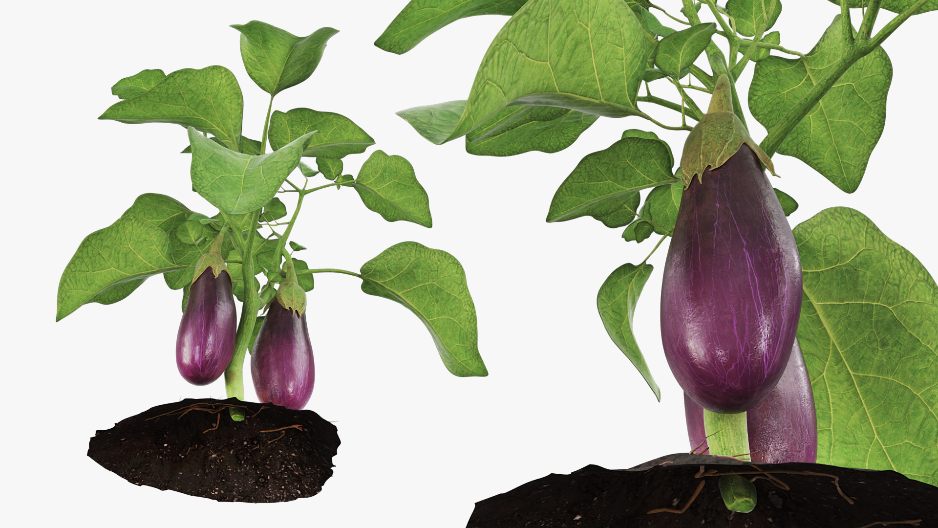 Eggplant Plant with Root Soil Purple, view 3