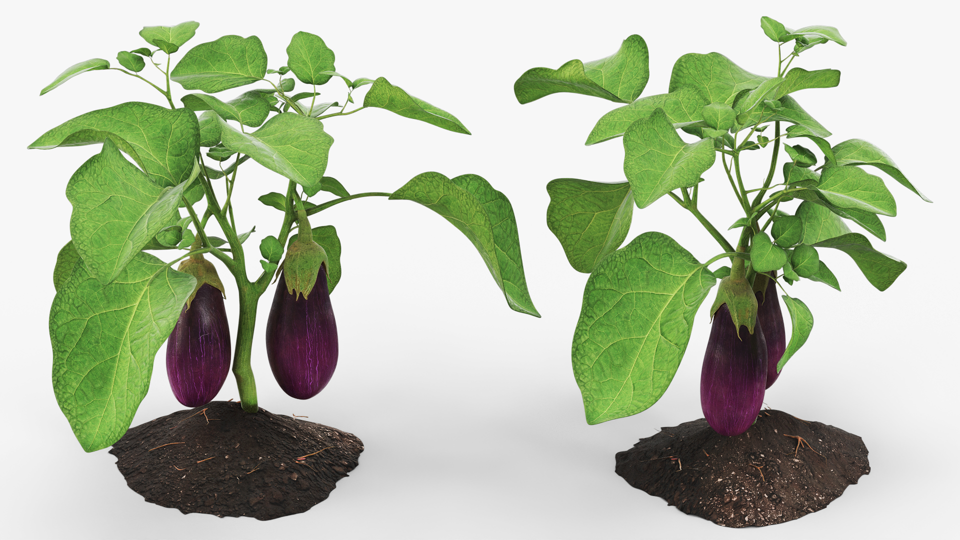 Eggplant Plant with Root Soil Purple 3D model preview