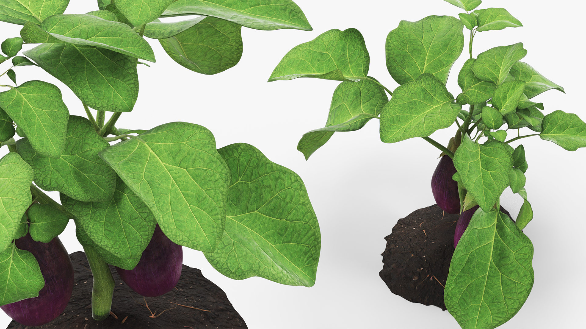 Eggplant Plant with Root Soil Purple, view 4