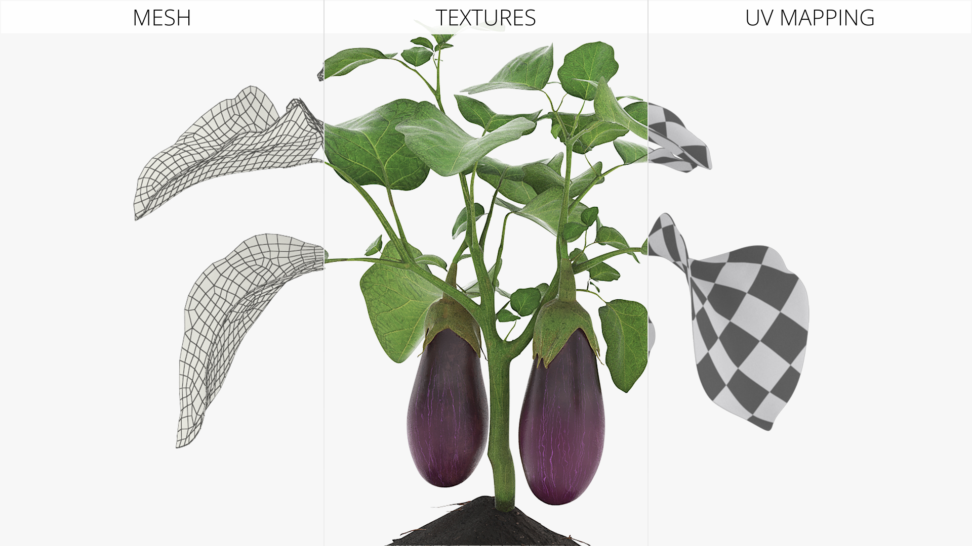 Eggplant Plant with Root Soil Purple, view 5