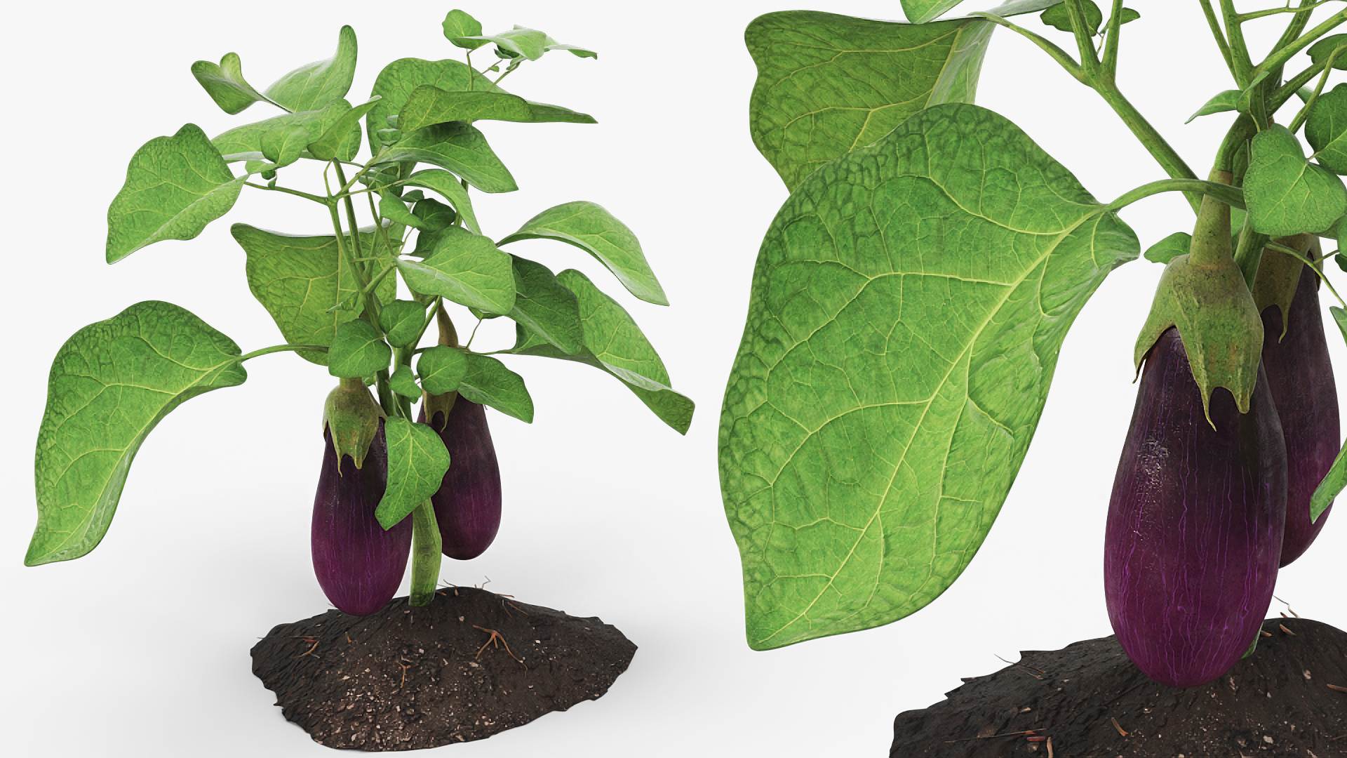 Eggplant Plant with Root Soil Purple