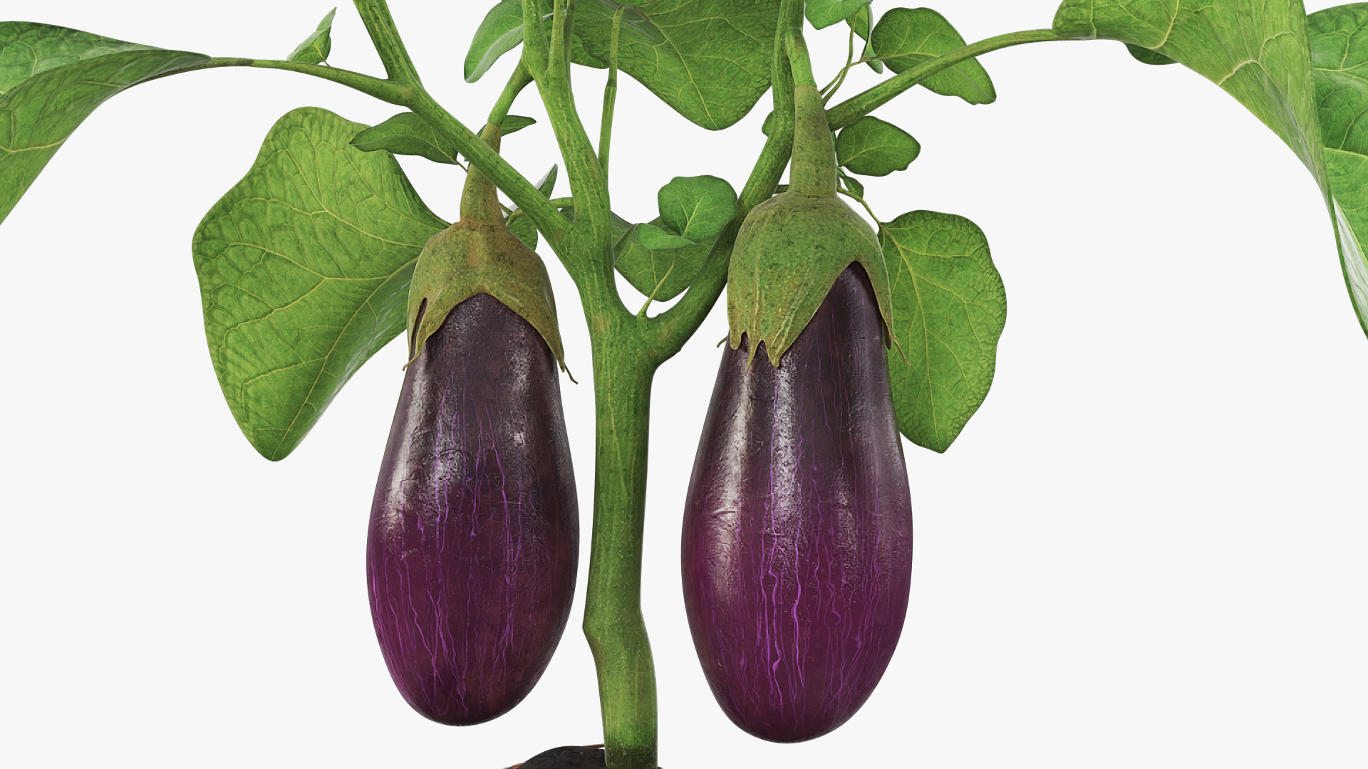 Eggplant Plant with Root Soil Purple, view 2