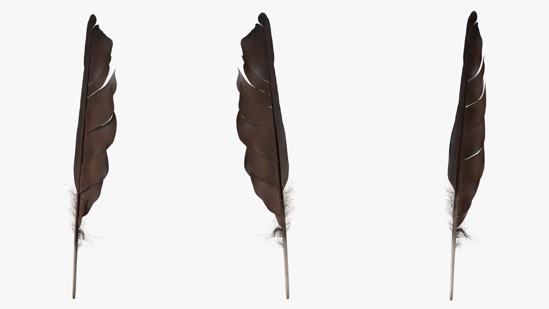 Dark Bird Feather 3D