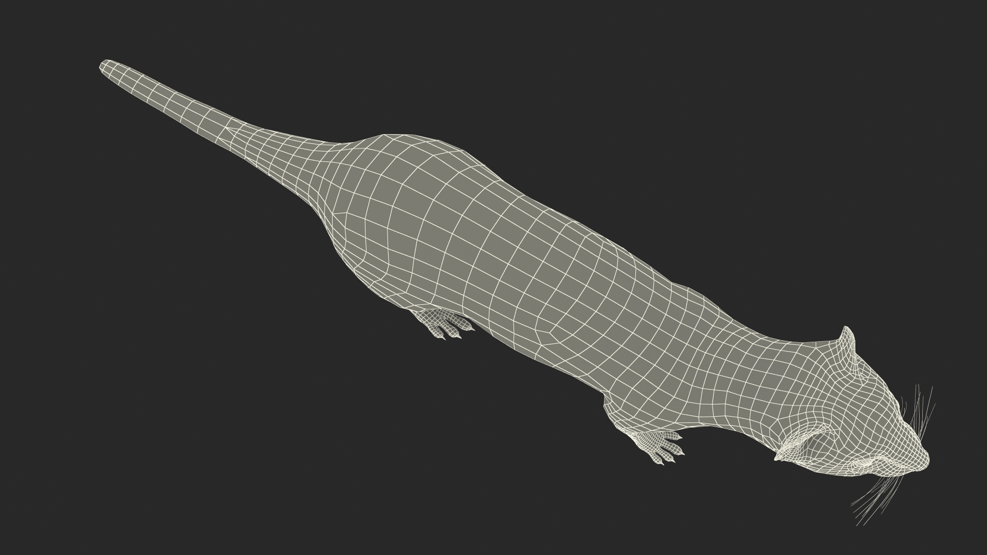 Eurasian Stoat Brown Rigged 3D