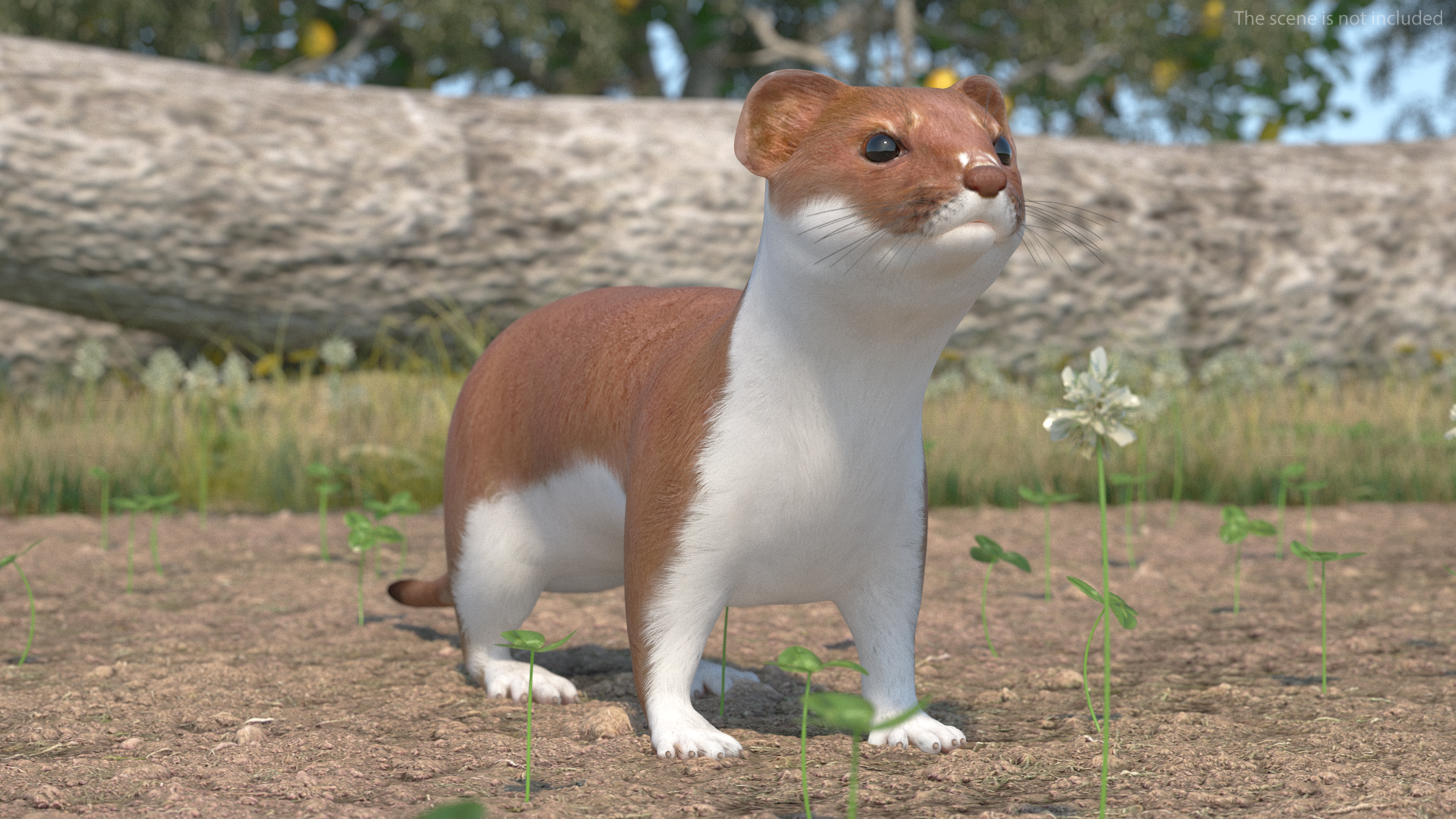 Eurasian Stoat Brown Rigged 3D