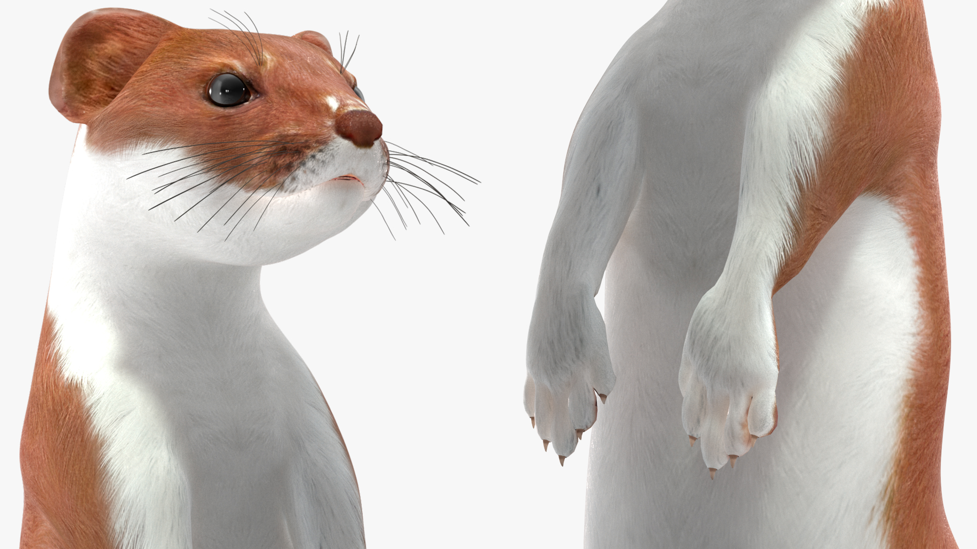Eurasian Stoat Brown Rigged 3D