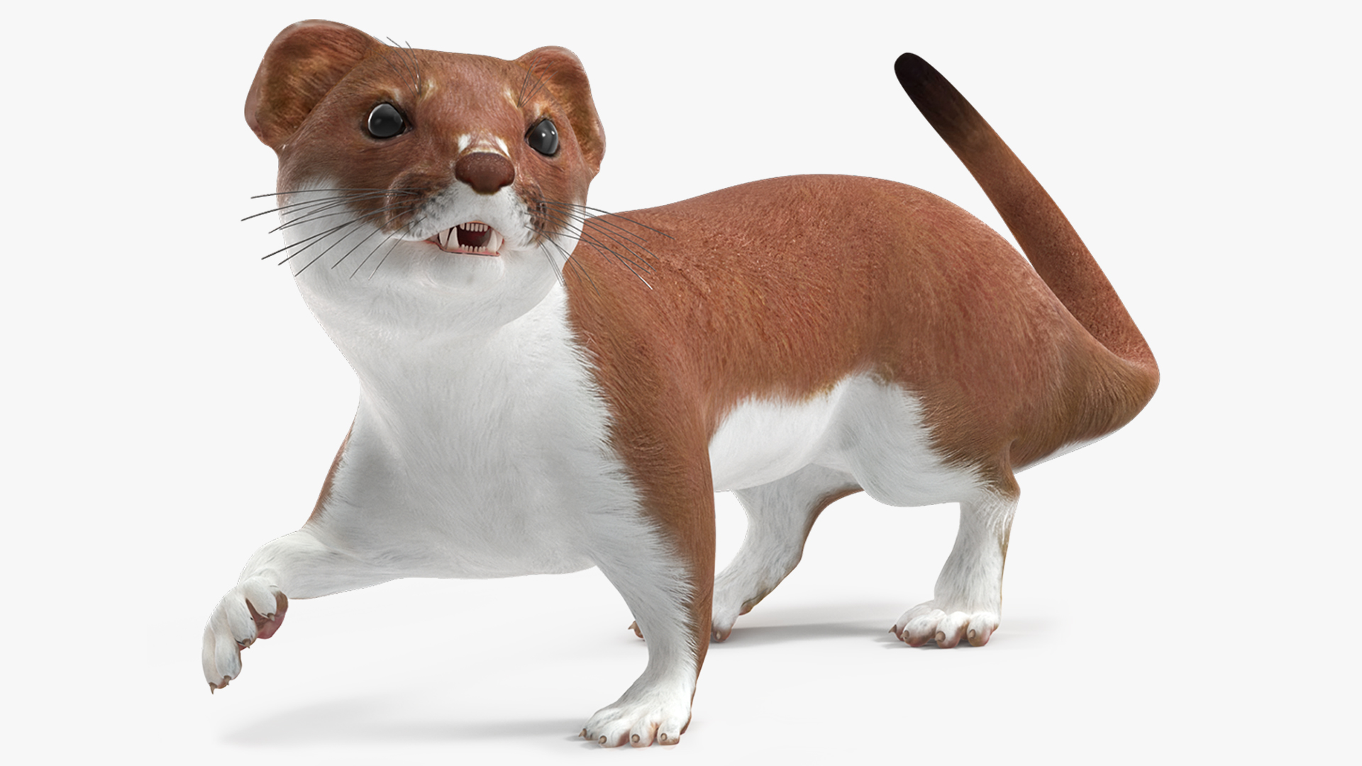 Eurasian Stoat Brown Rigged 3D