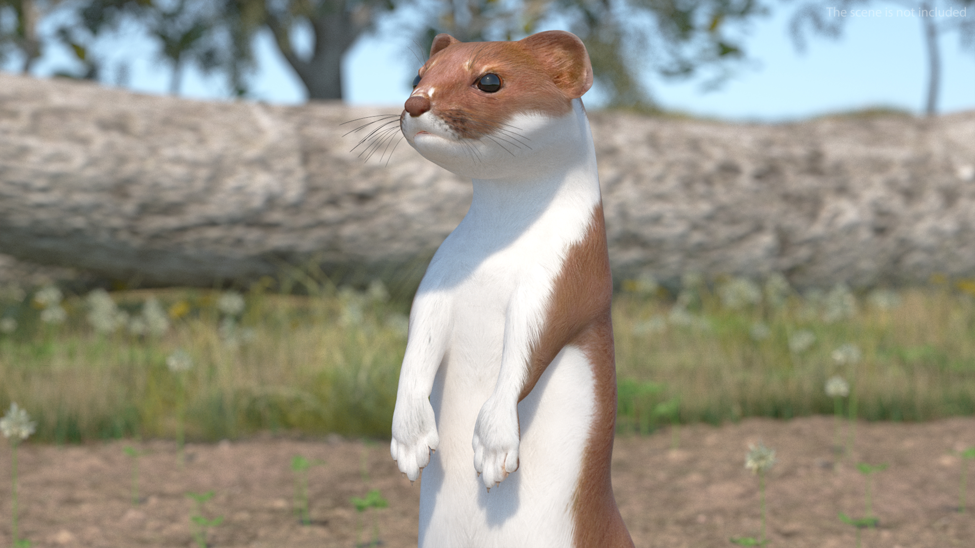 Eurasian Stoat Brown Rigged 3D