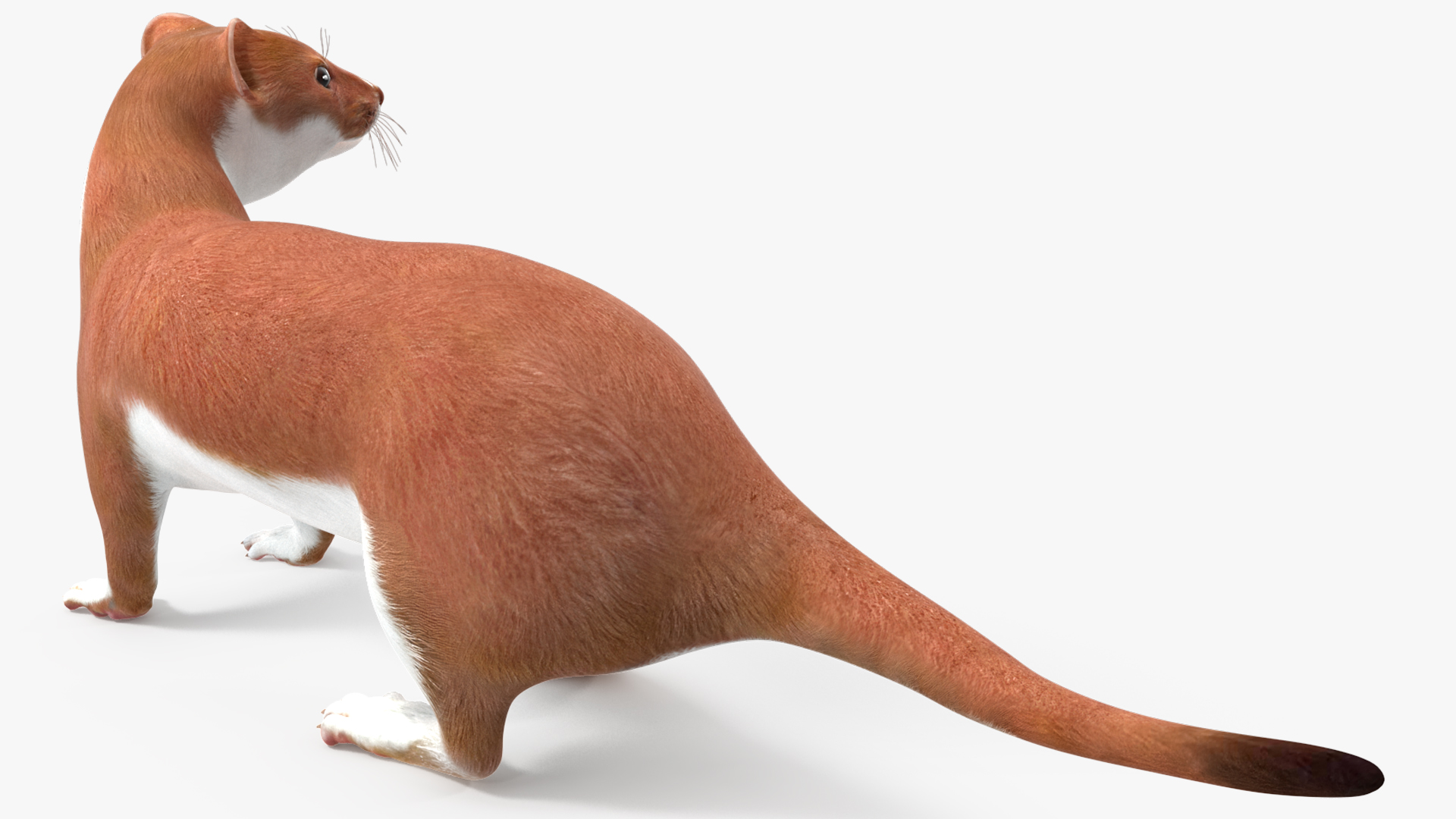 Eurasian Stoat Brown Rigged 3D
