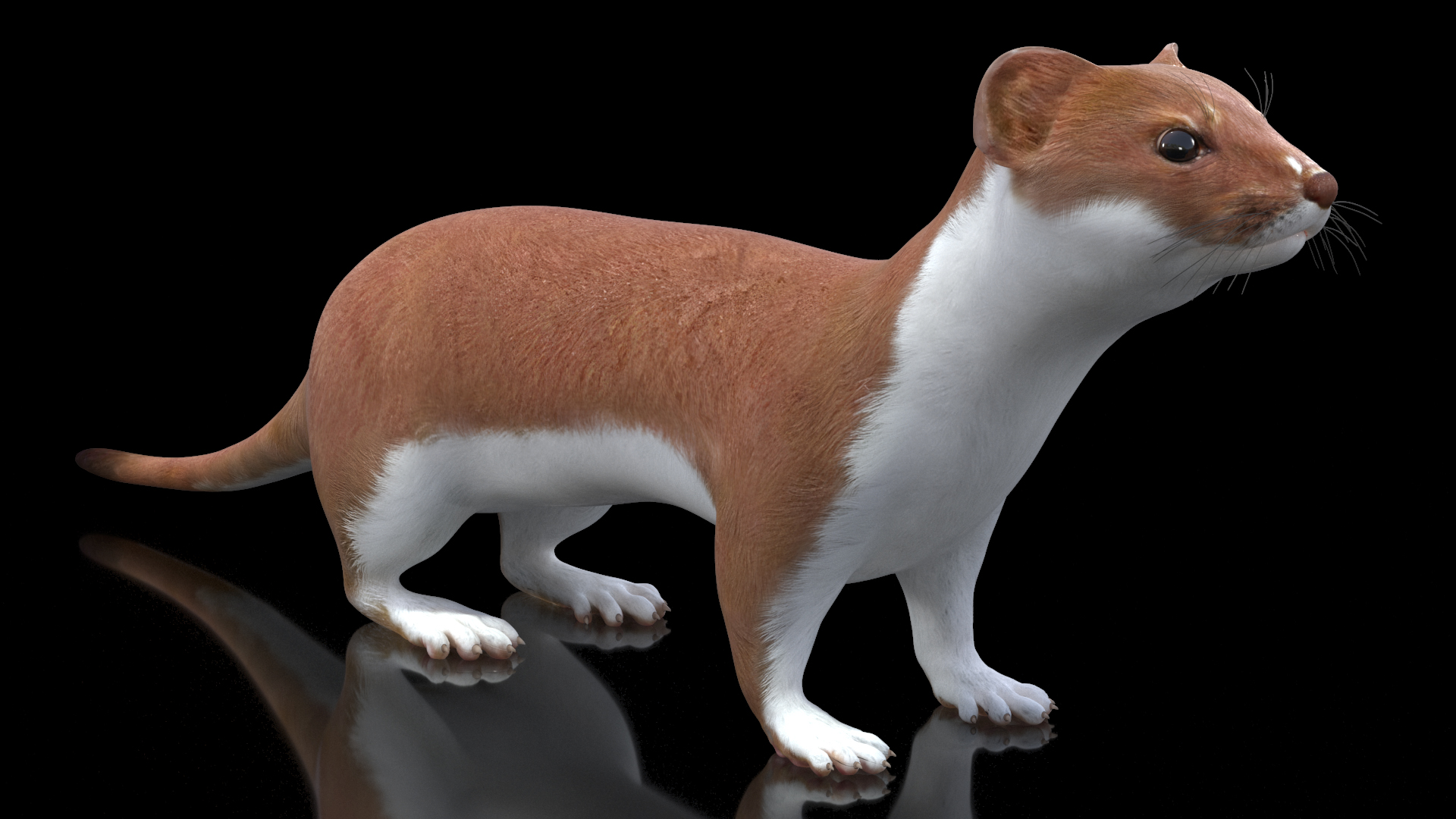 Eurasian Stoat Brown Rigged 3D