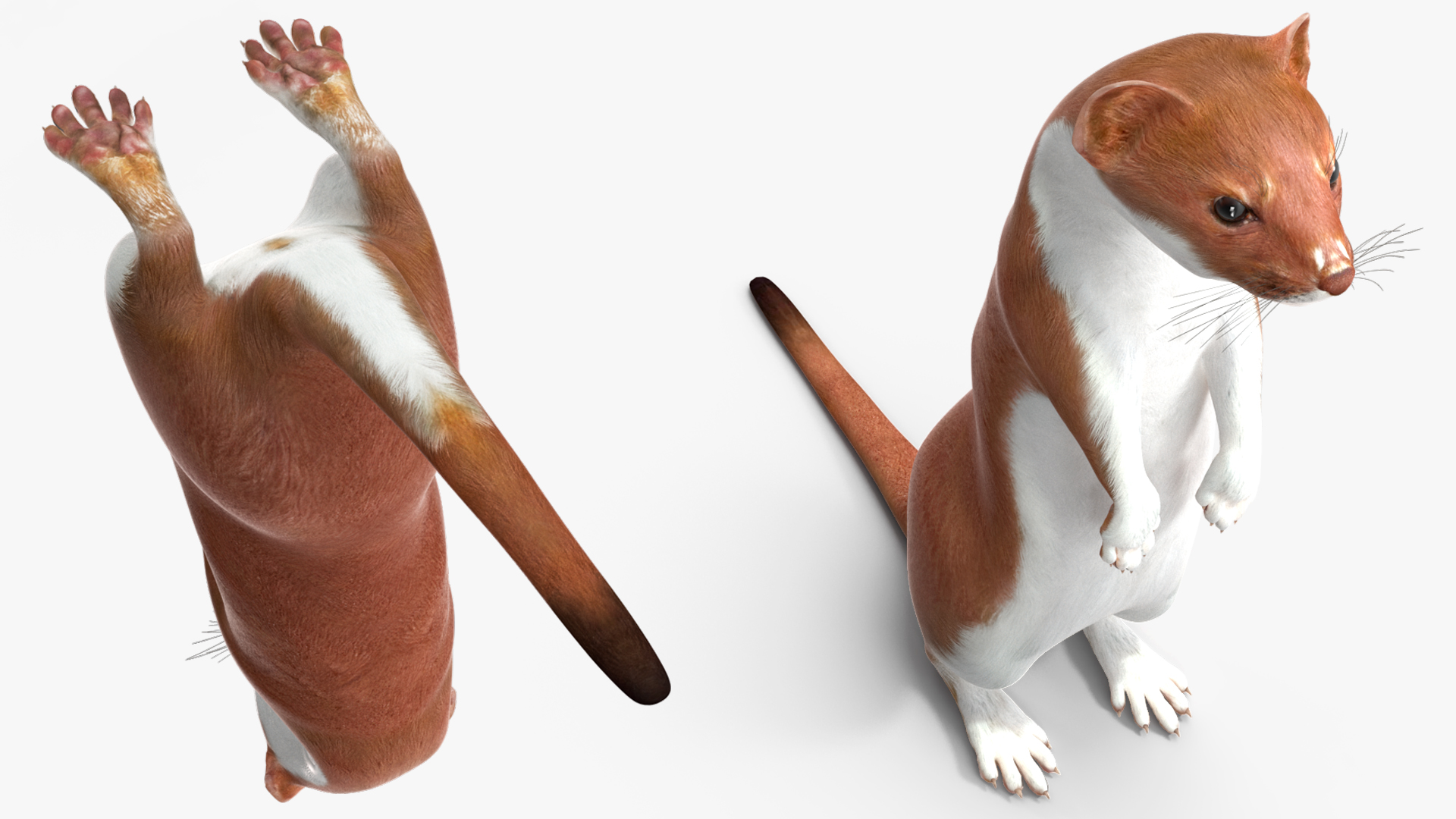 Eurasian Stoat Brown Rigged 3D