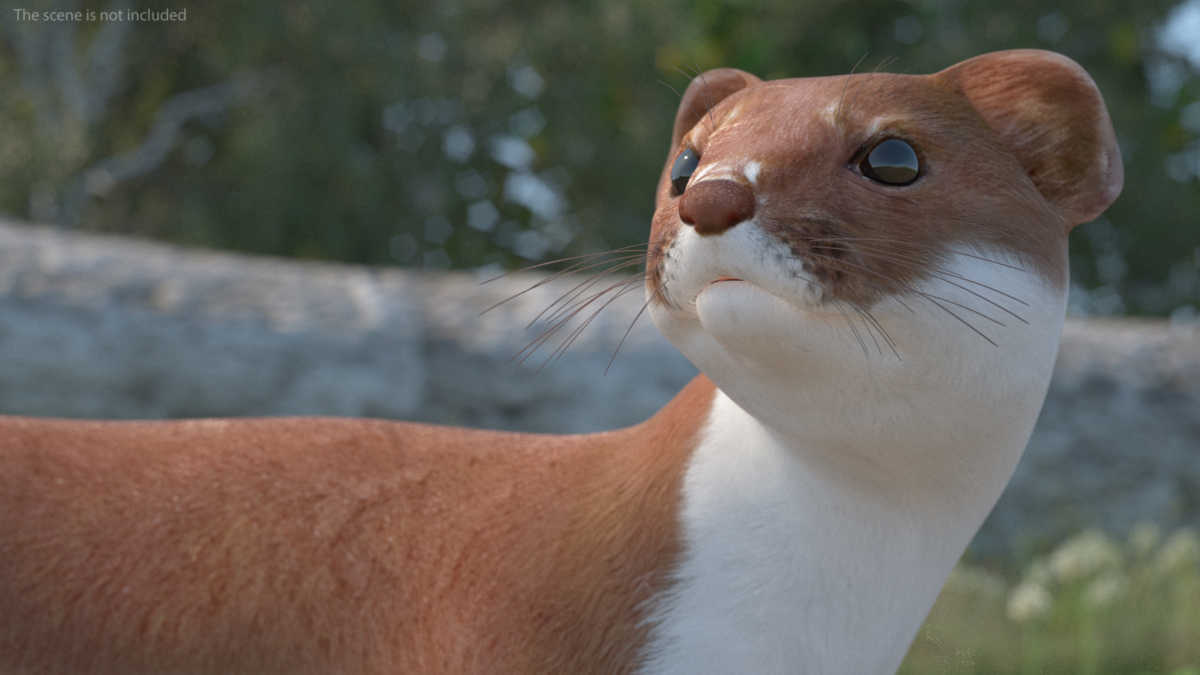 Eurasian Stoat Brown Rigged 3D