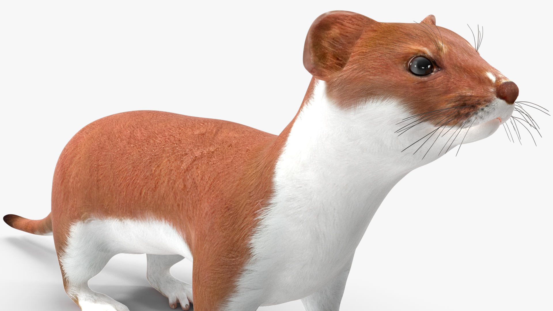 Eurasian Stoat Brown Rigged 3D