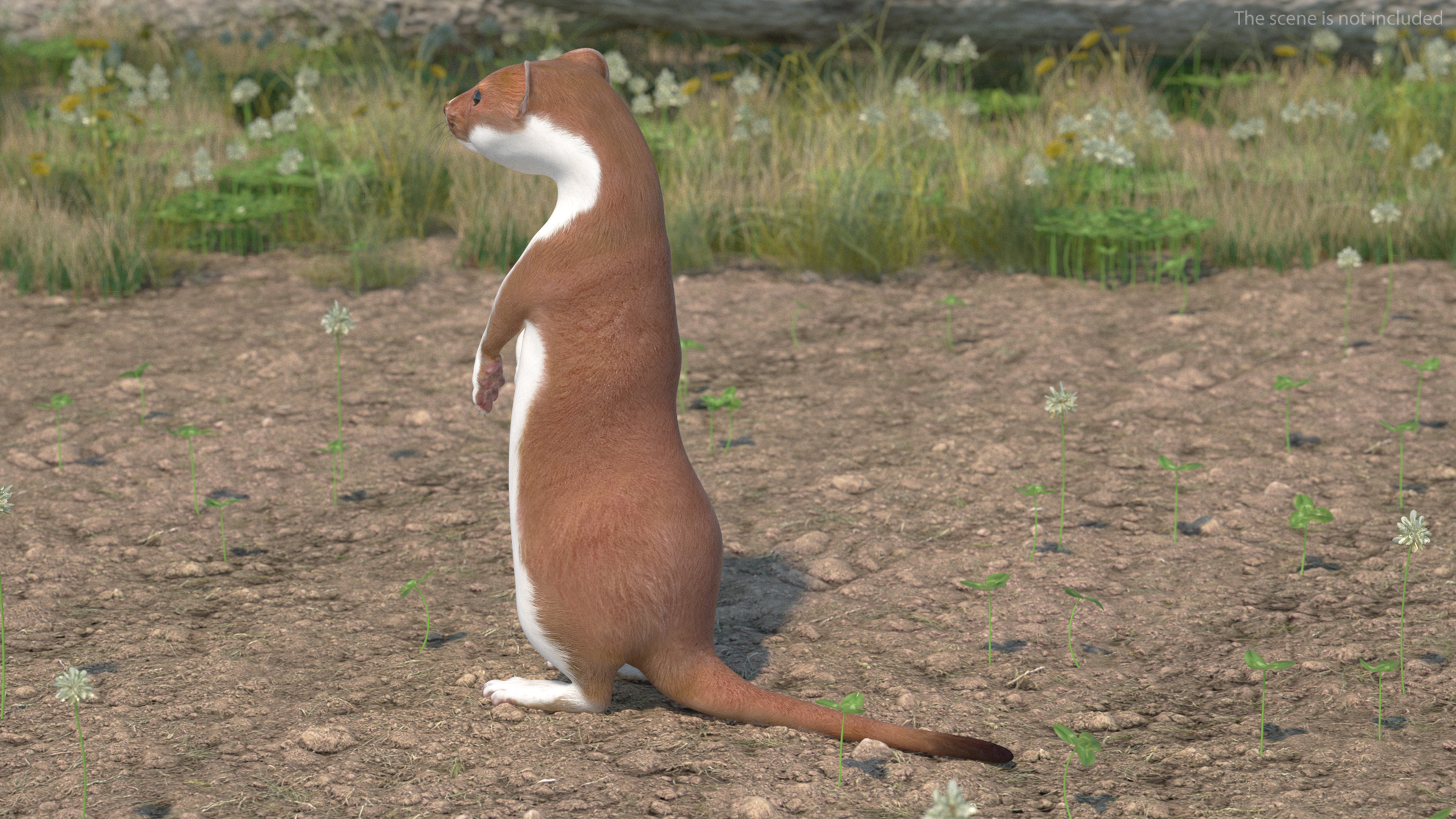 Eurasian Stoat Brown Rigged 3D