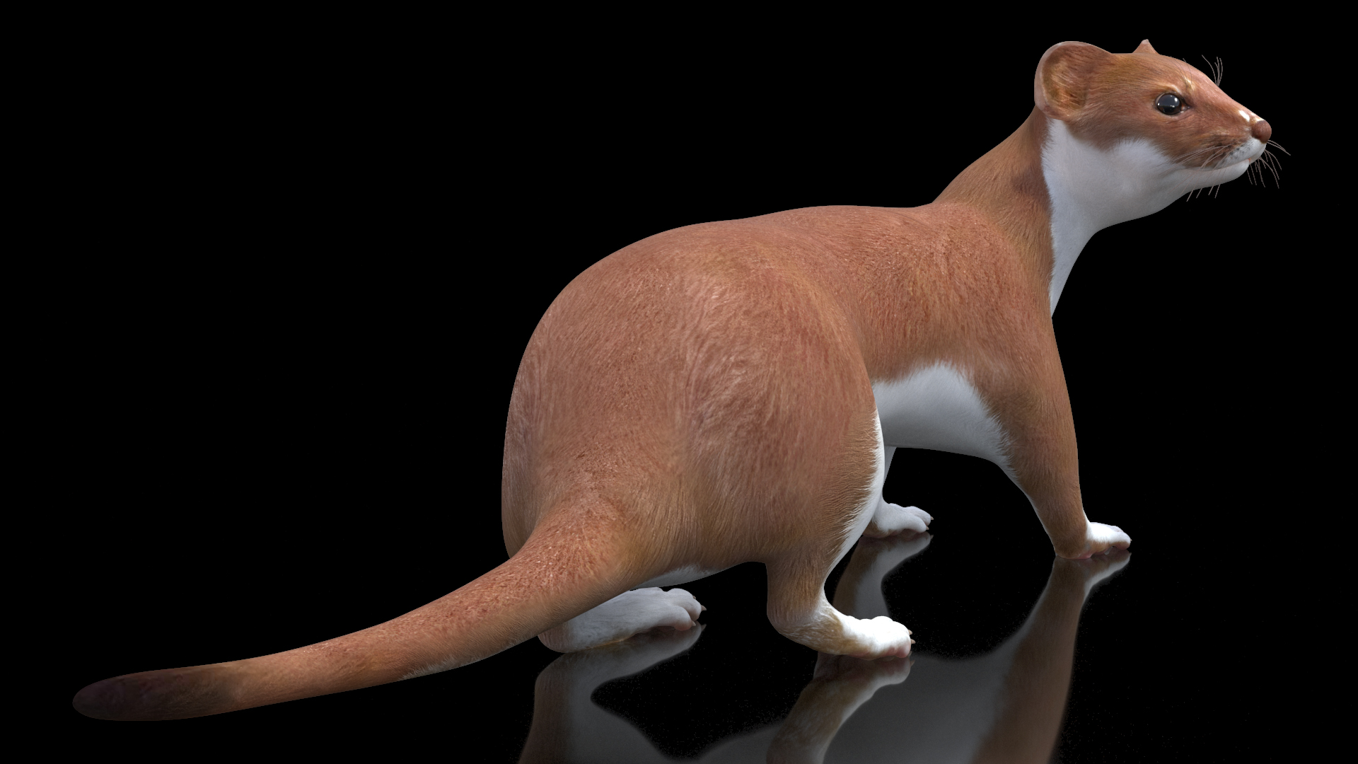 Eurasian Stoat Brown Rigged 3D