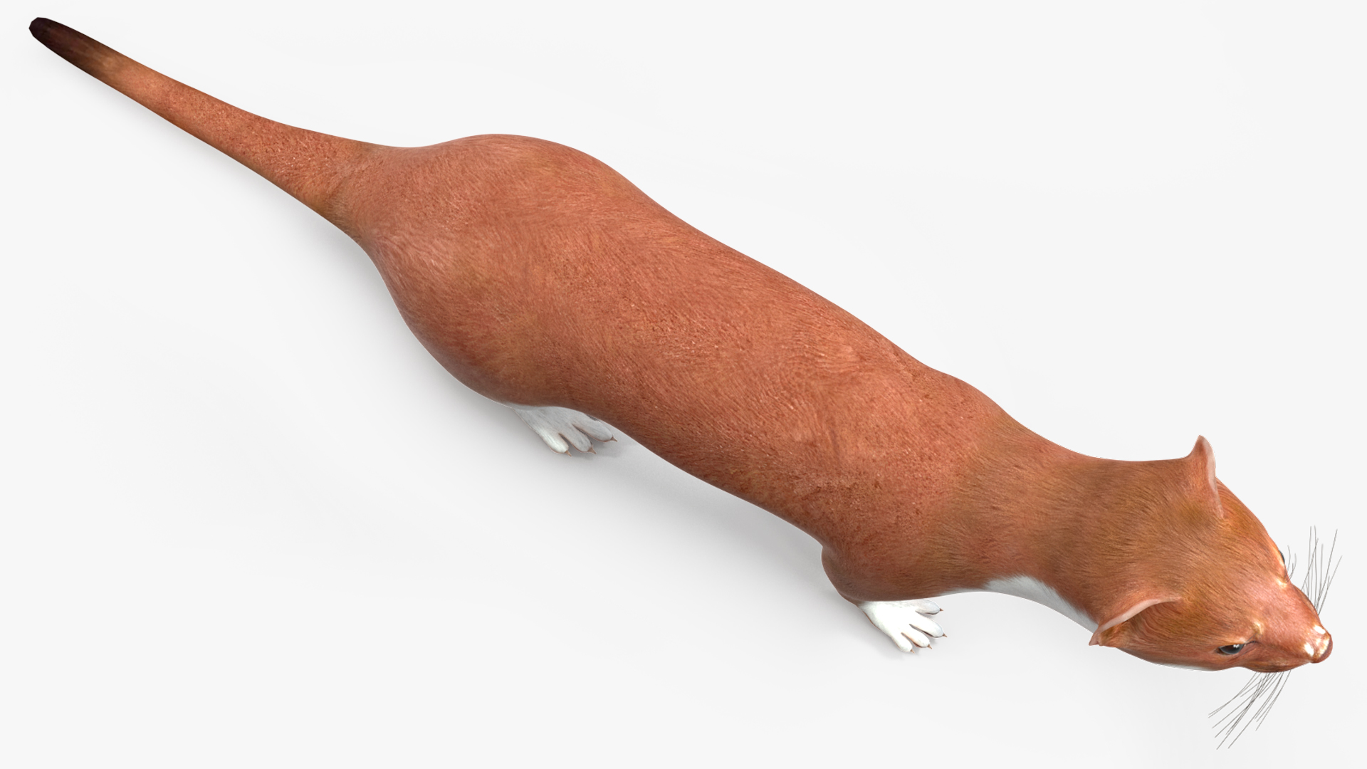 Eurasian Stoat Brown Rigged 3D