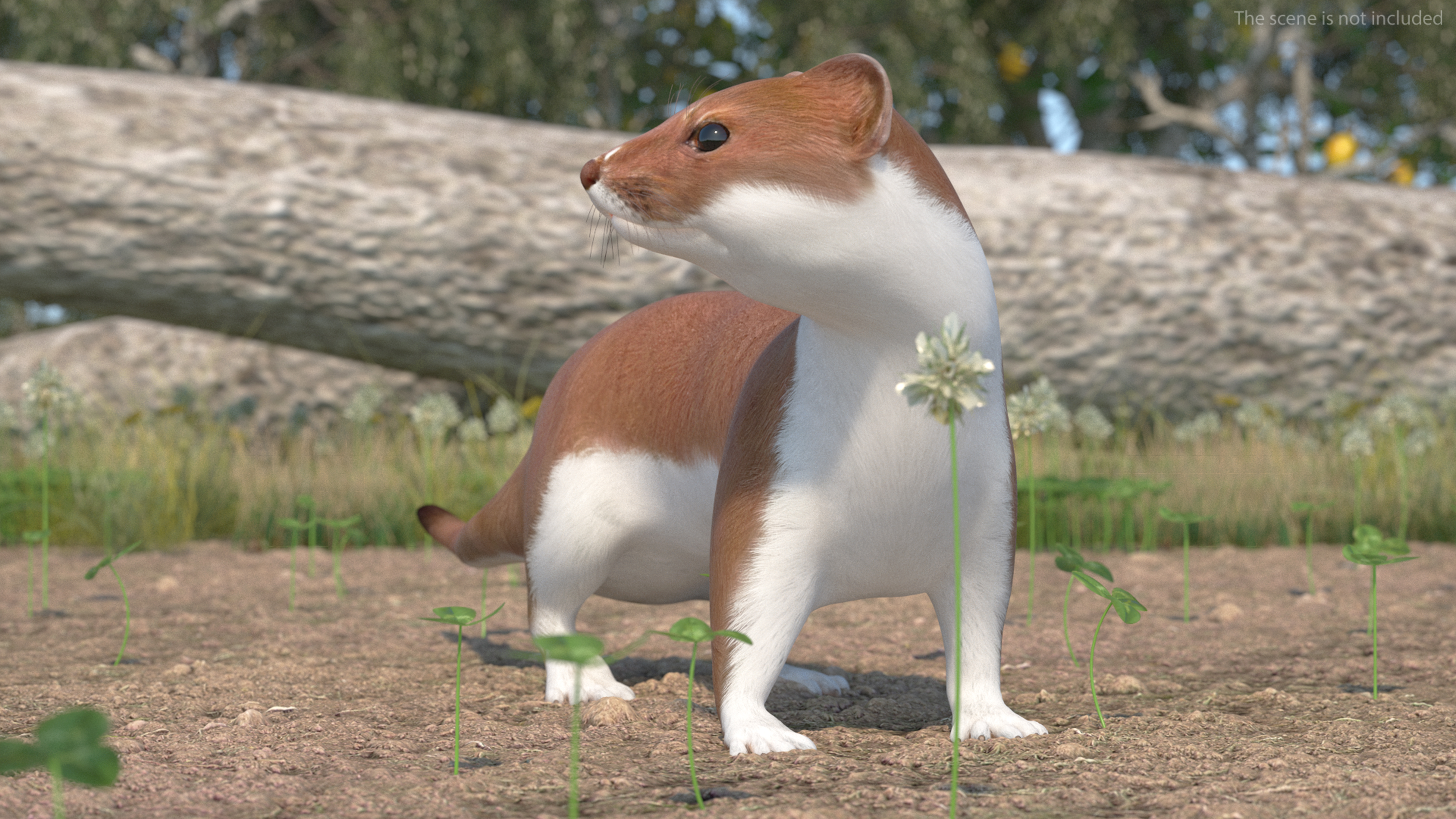 Eurasian Stoat Brown Rigged 3D