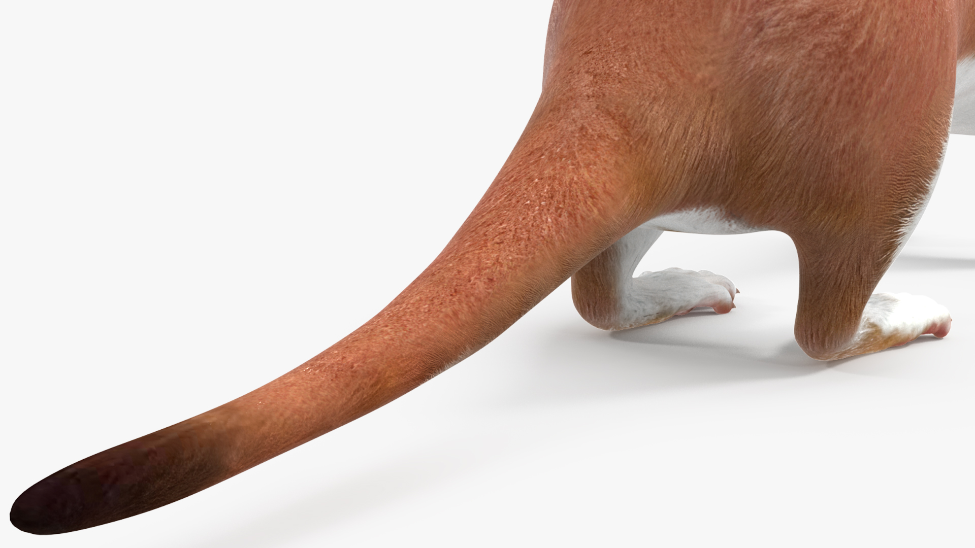 Eurasian Stoat Brown Rigged 3D
