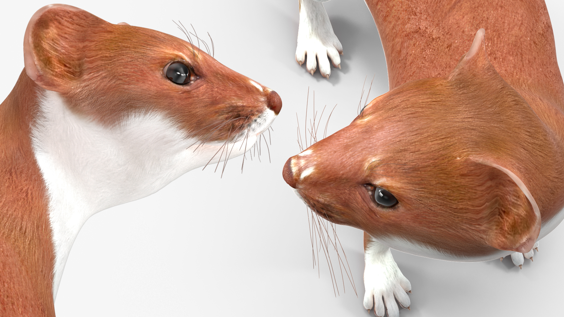 Eurasian Stoat Brown Rigged 3D