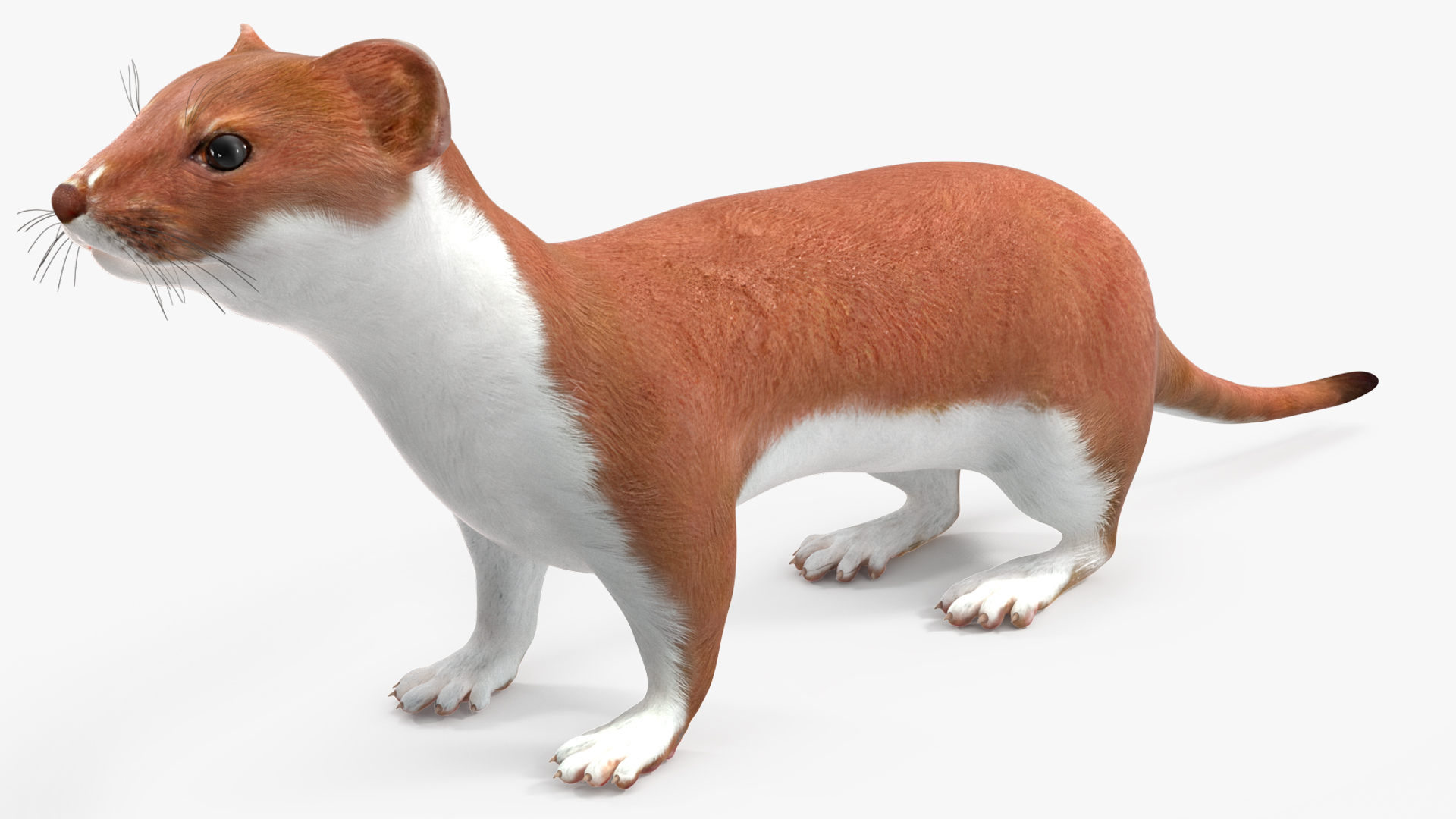 Eurasian Stoat Brown Rigged 3D